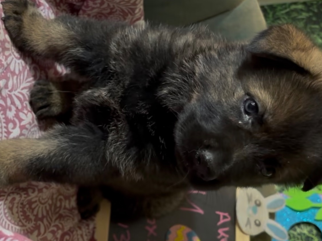 puppy