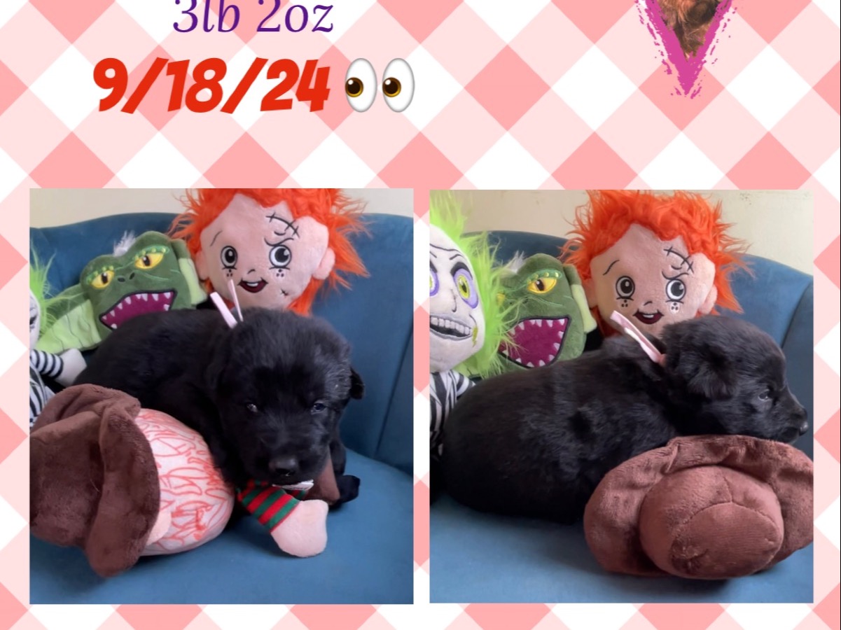 Puppy Preview 3