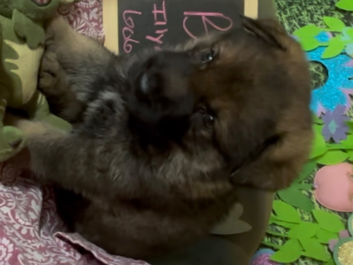 puppy