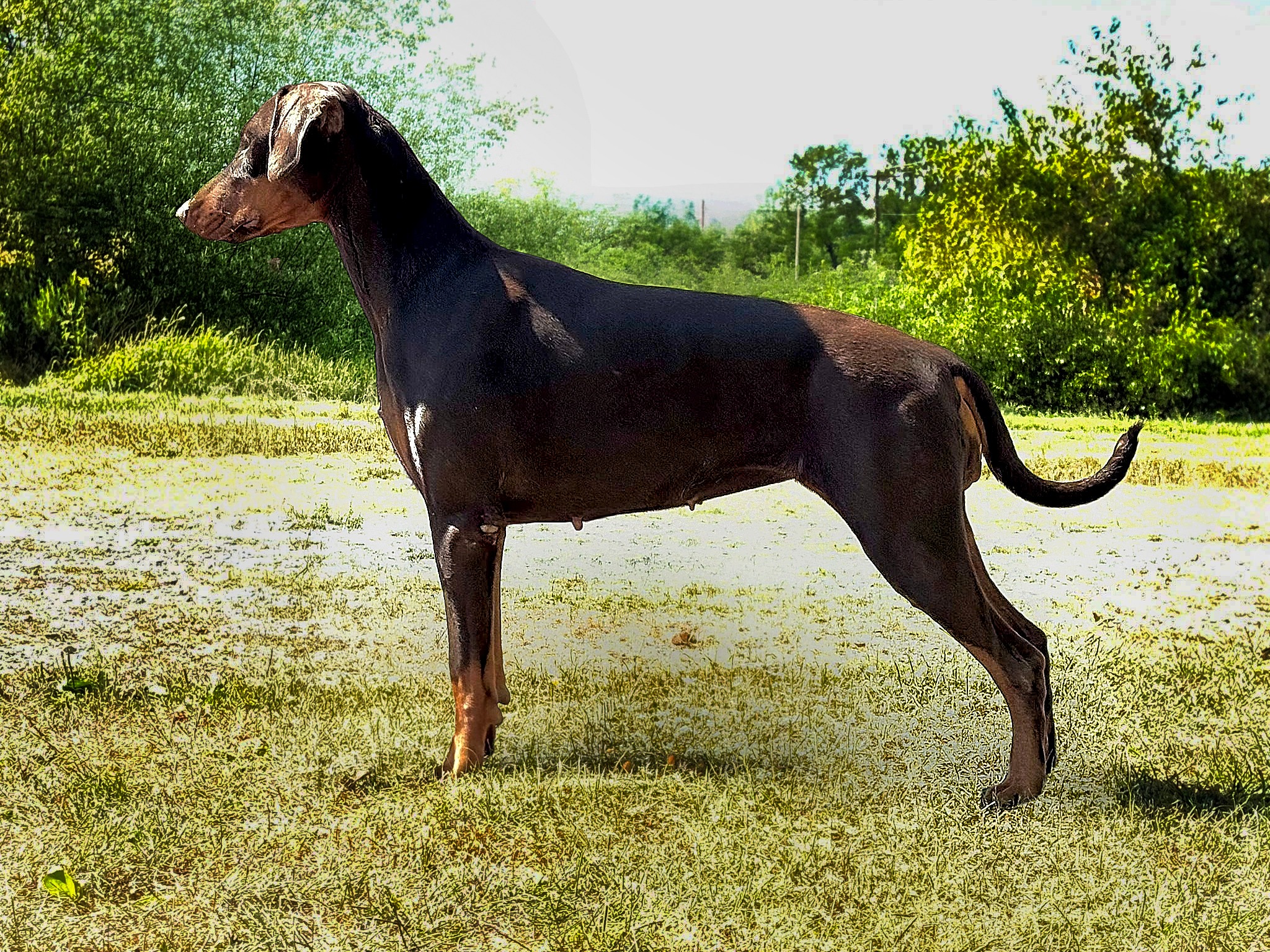 Dog Ivana