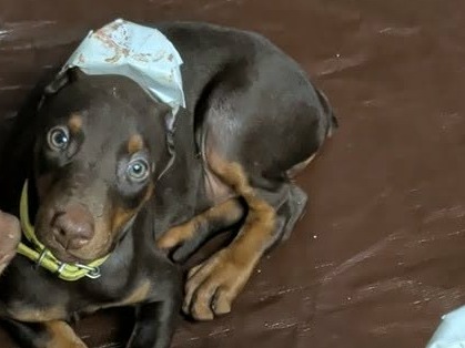 puppy