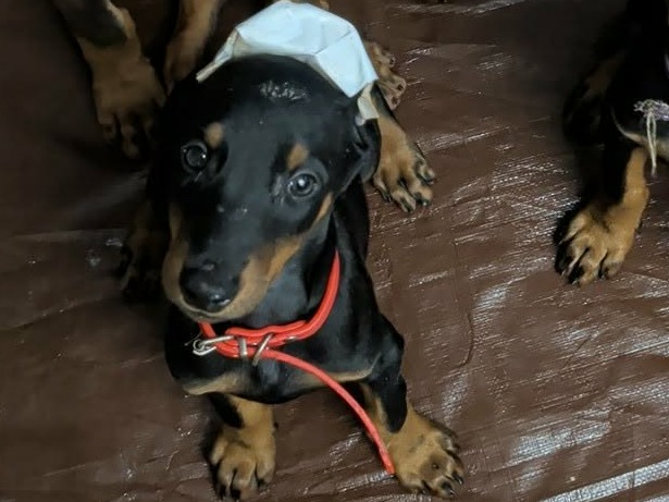 puppy
