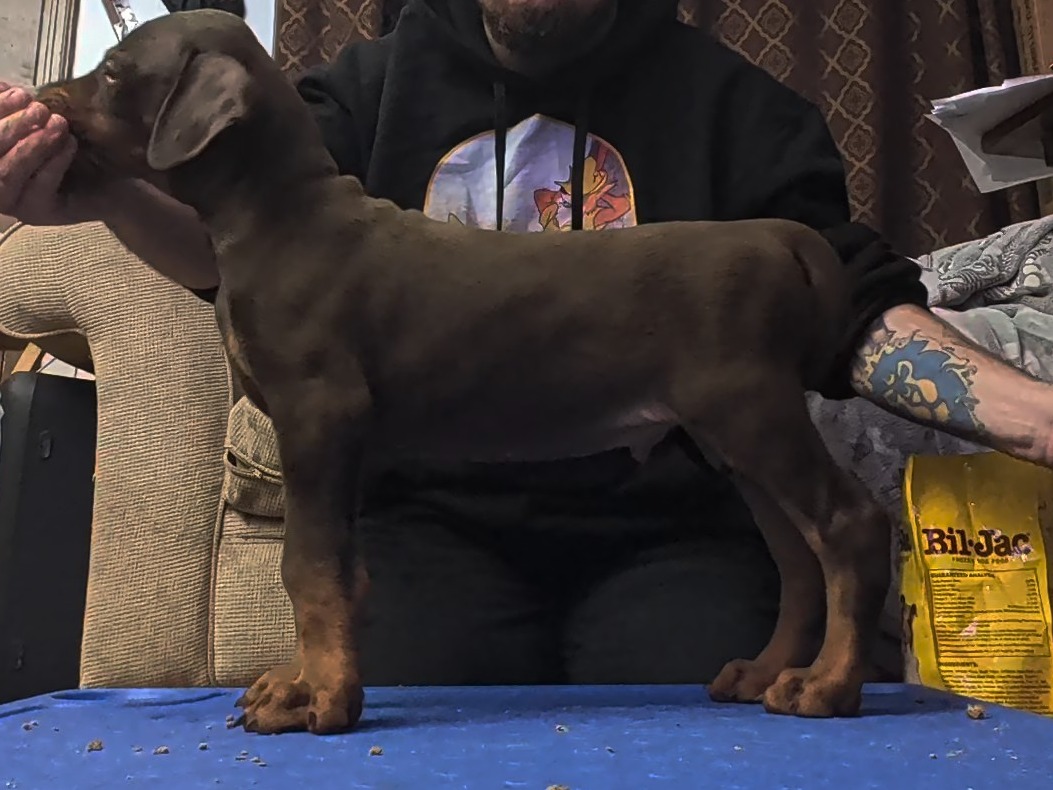 puppy