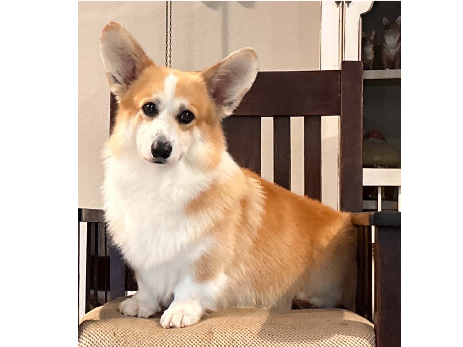 Dog Happy