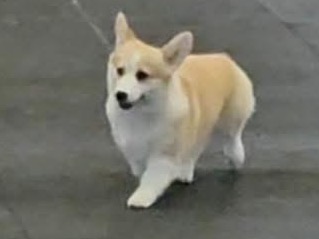 Dog Envy