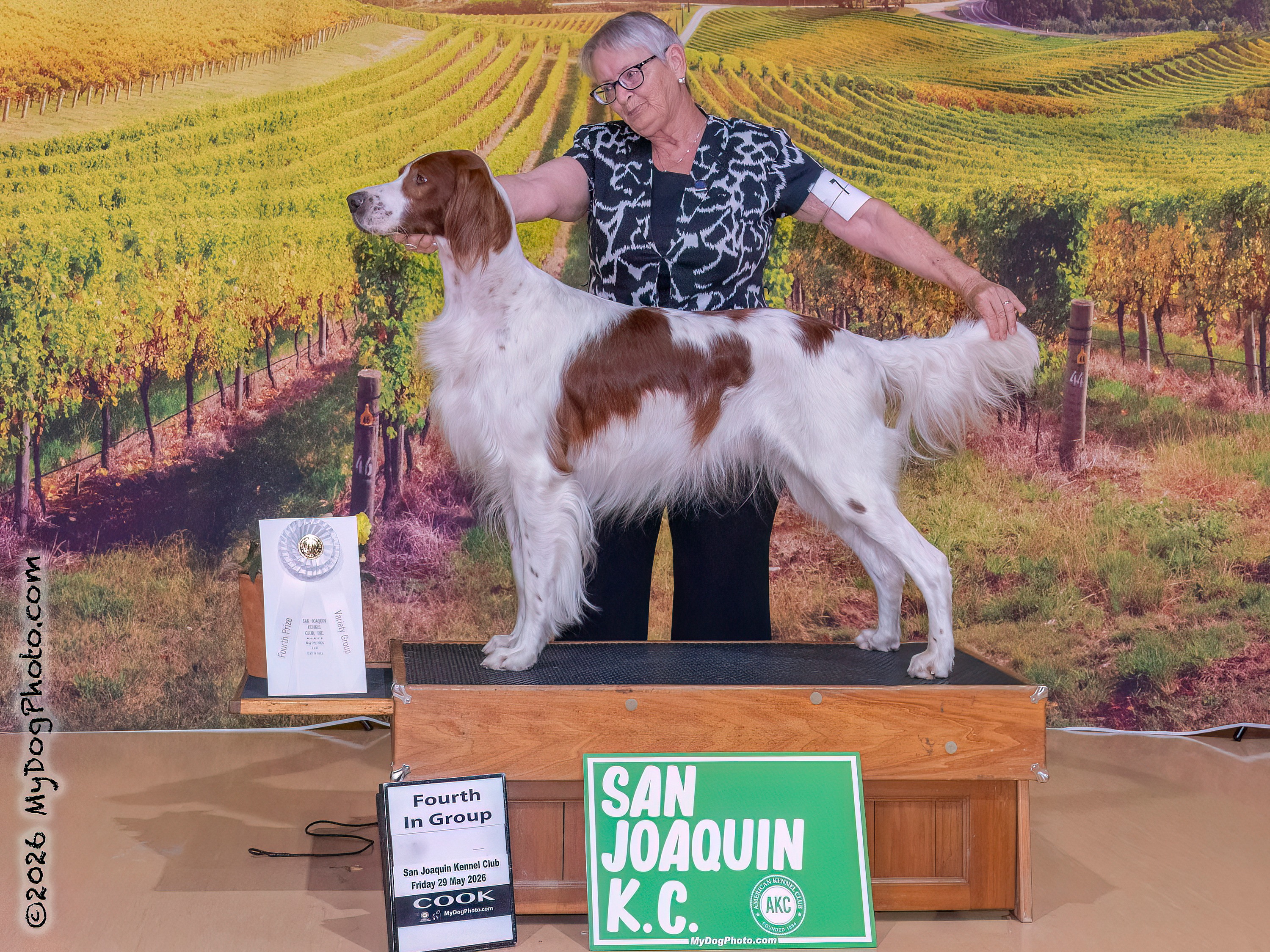 Dog Rohan