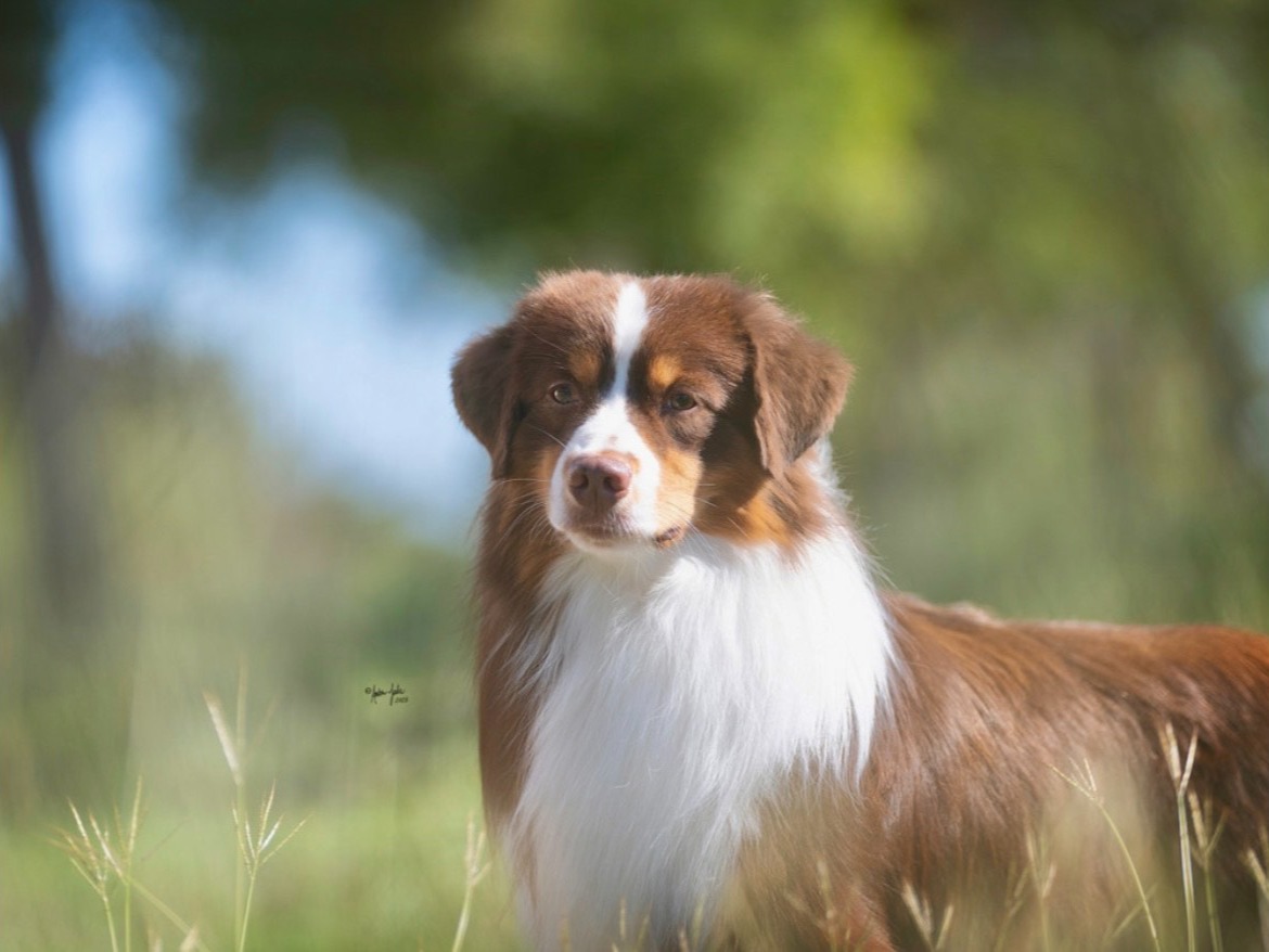 Dog Audie