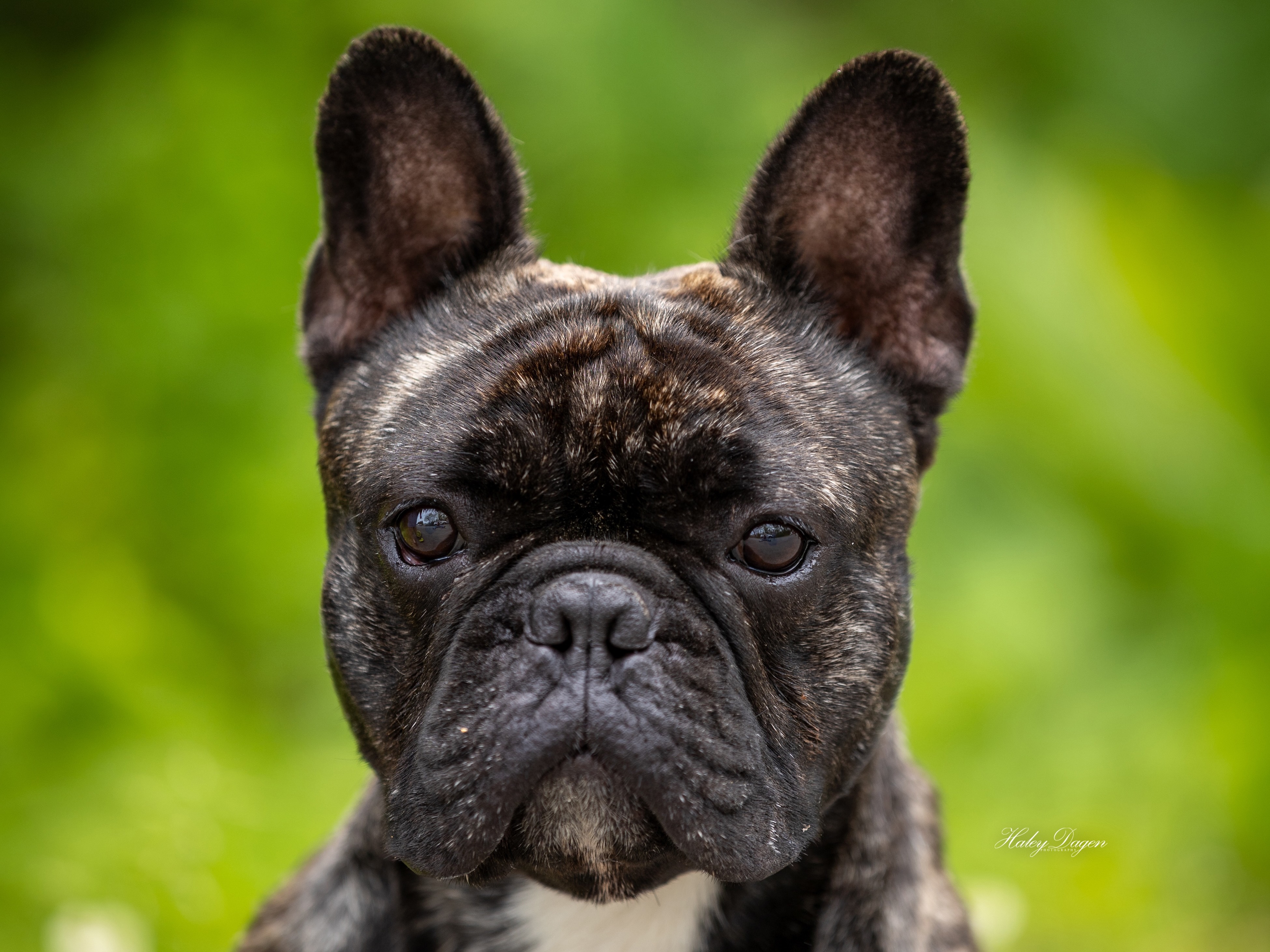 Dog Goblin