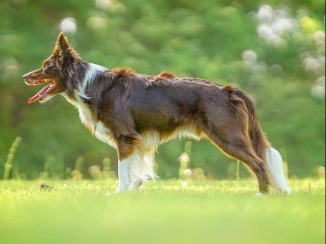Dog Zirco