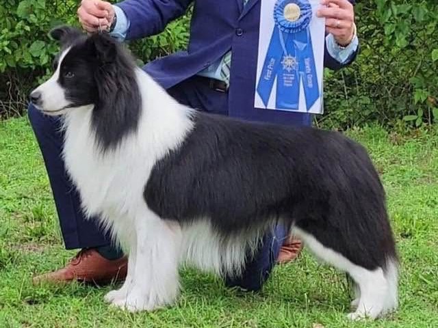 Dog Jonah