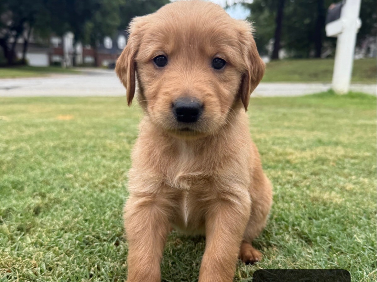 puppy