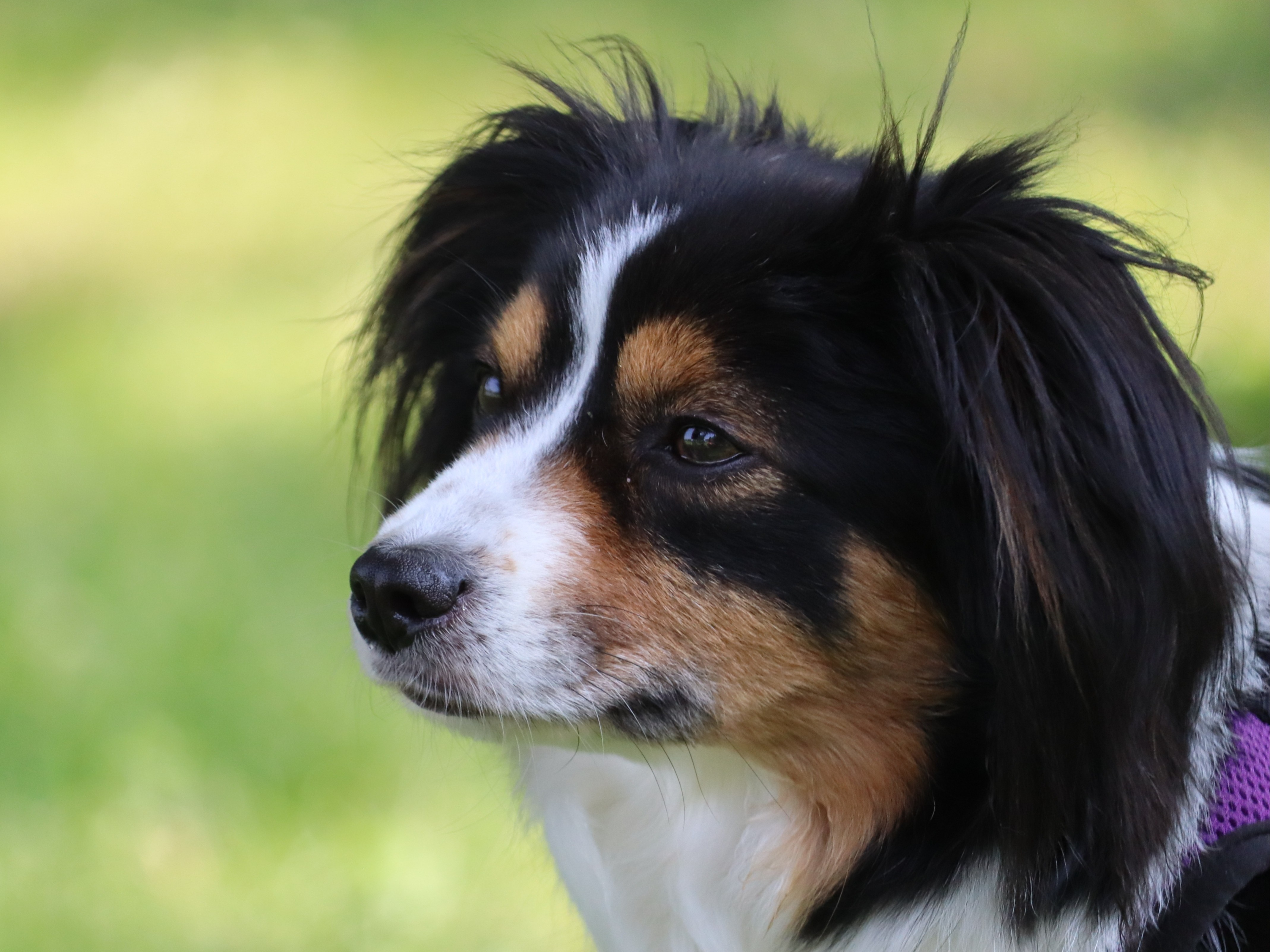 Dog Squeak