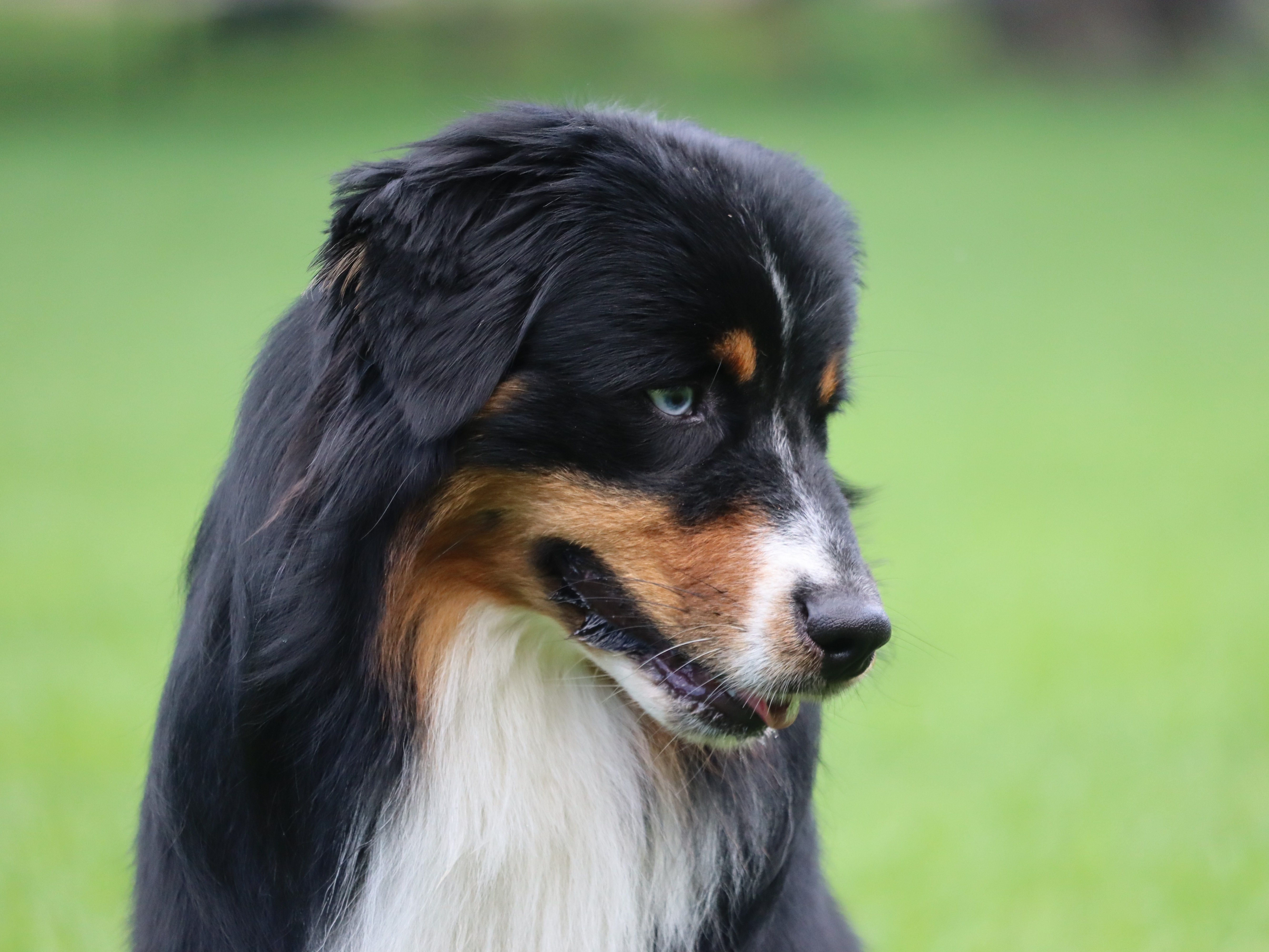 Dog Comet