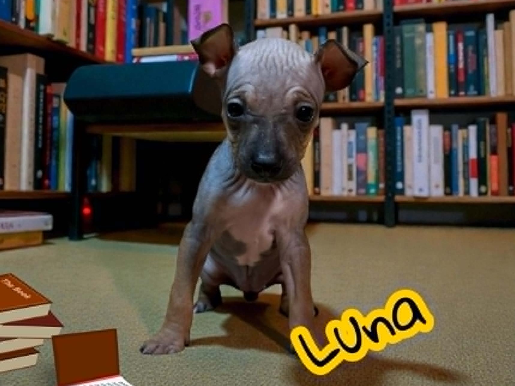 puppy