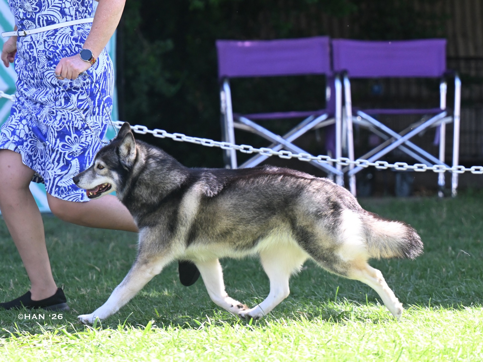 Dog Revi