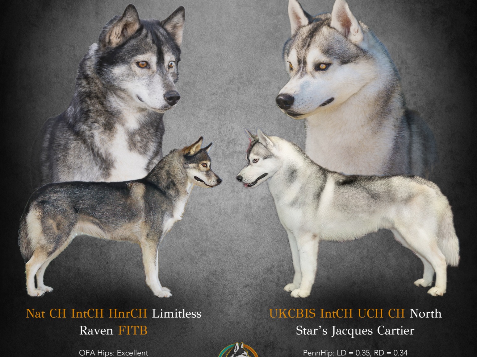 Litter Jacques x Revi