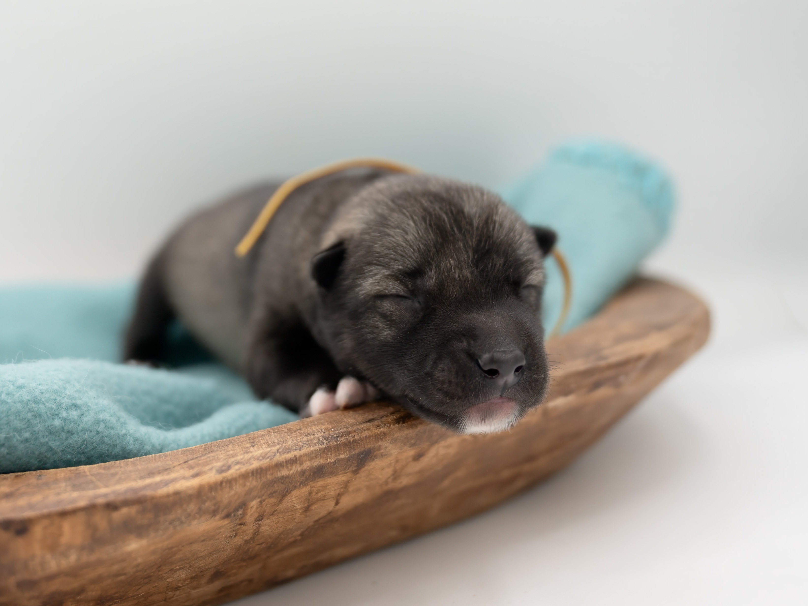puppy