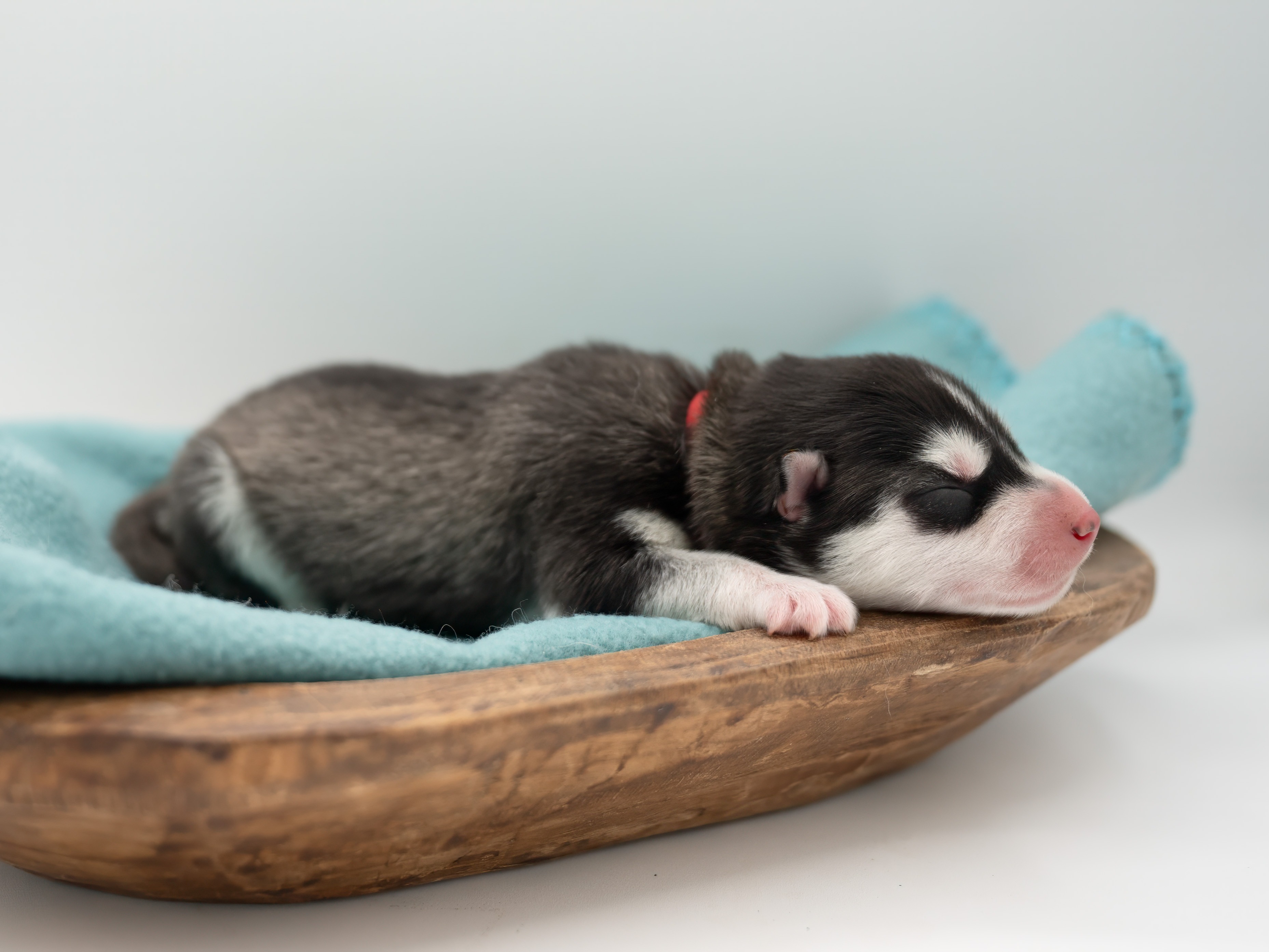 puppy