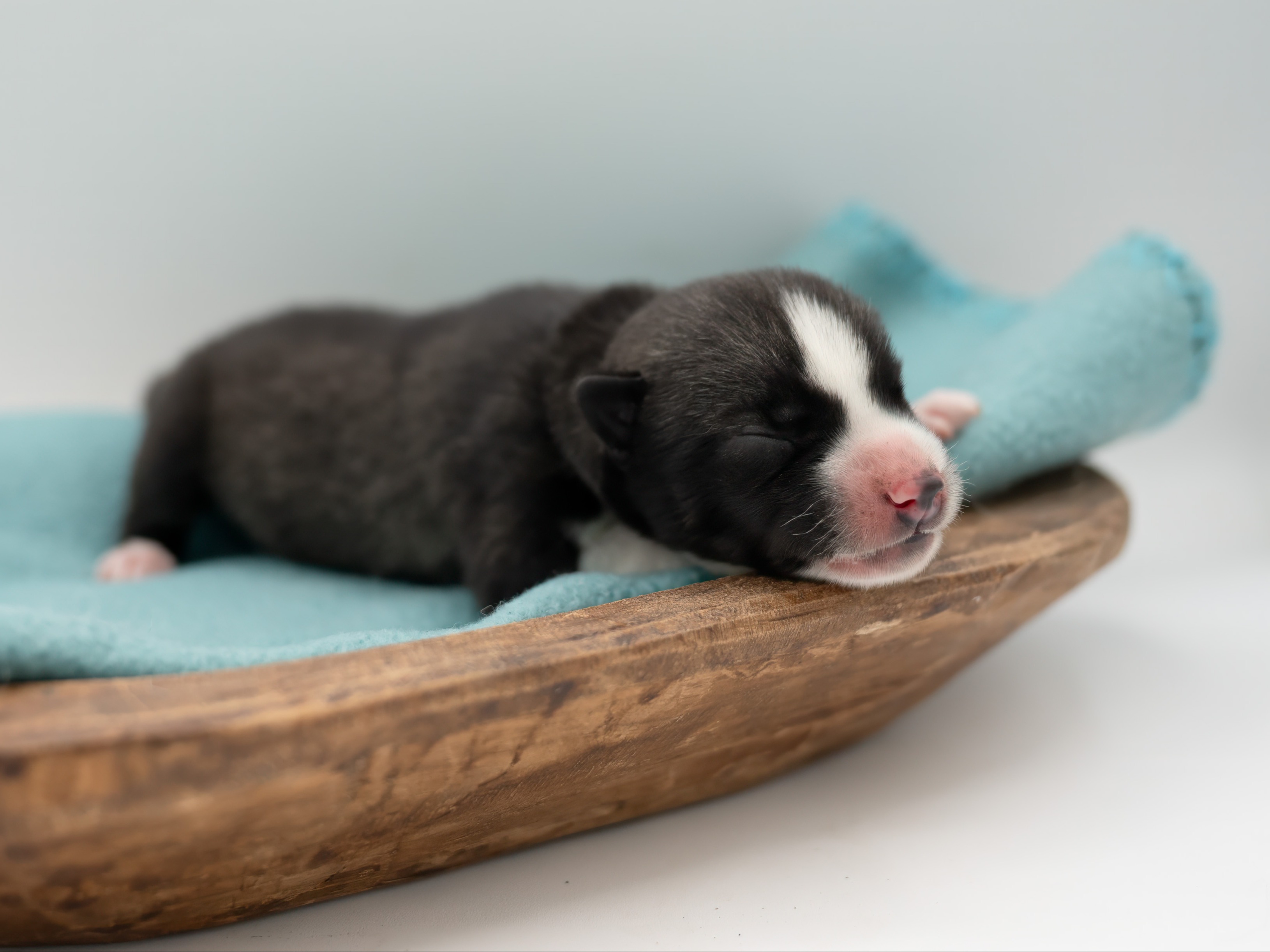 puppy