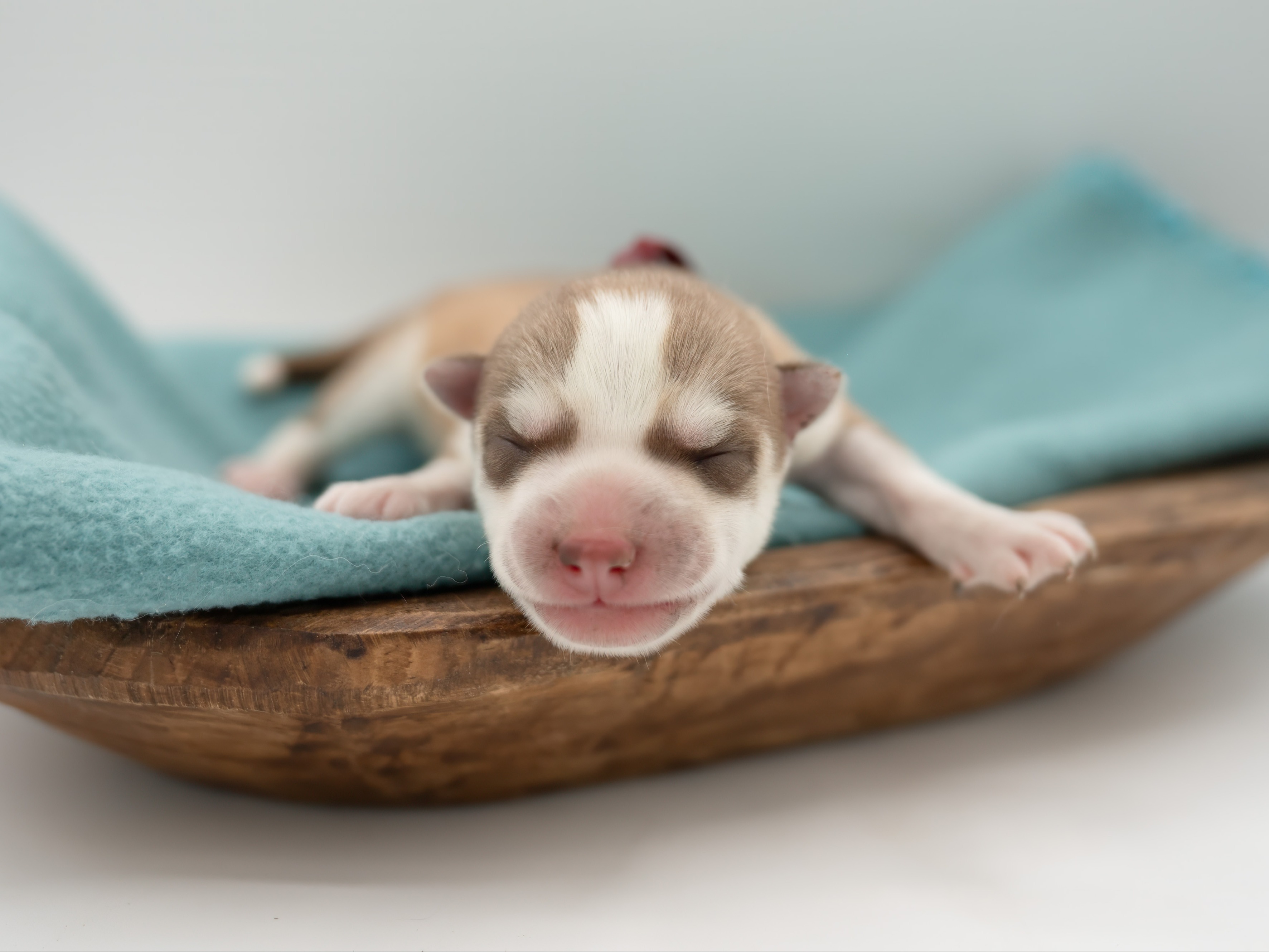 puppy