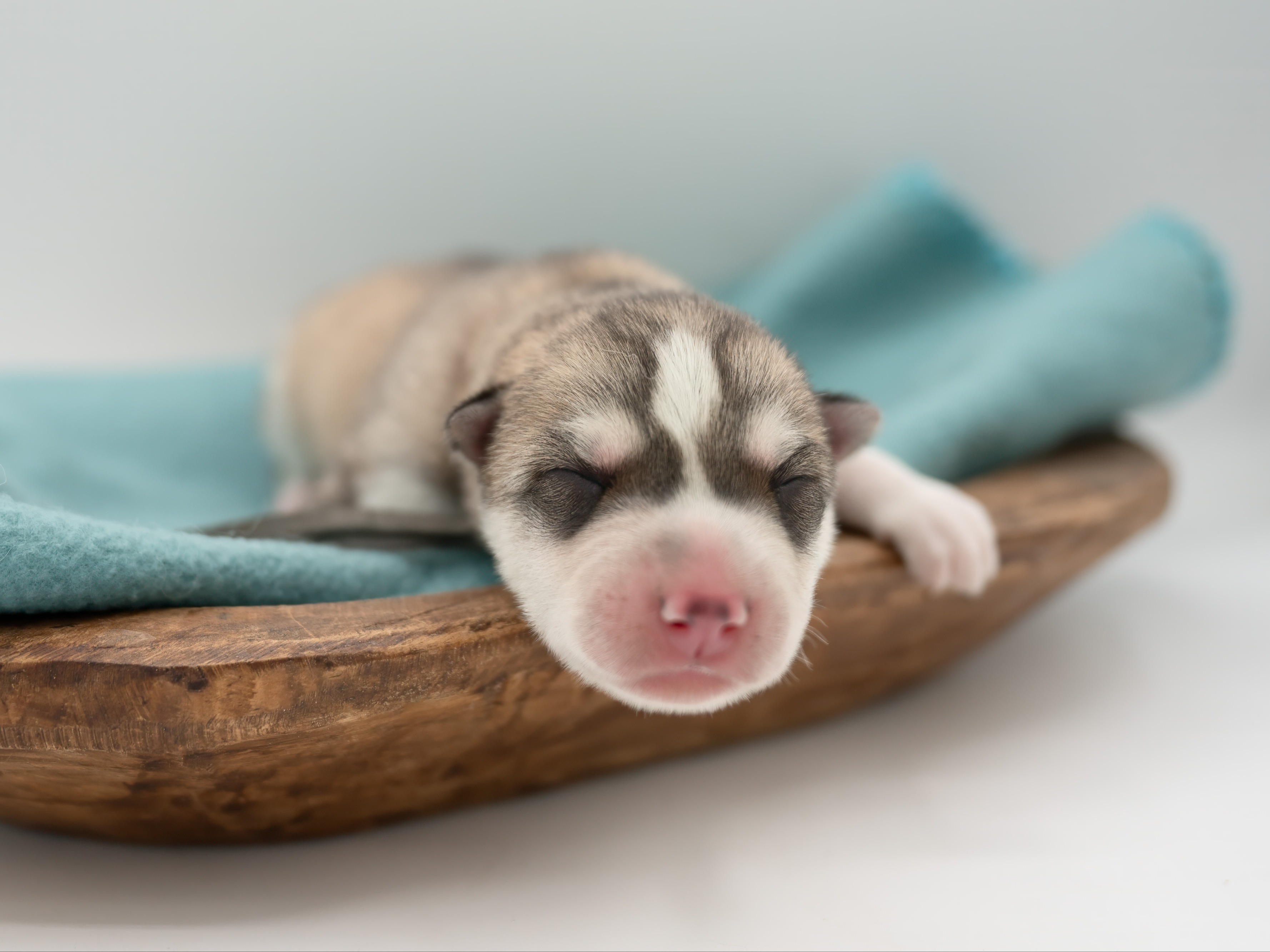 puppy