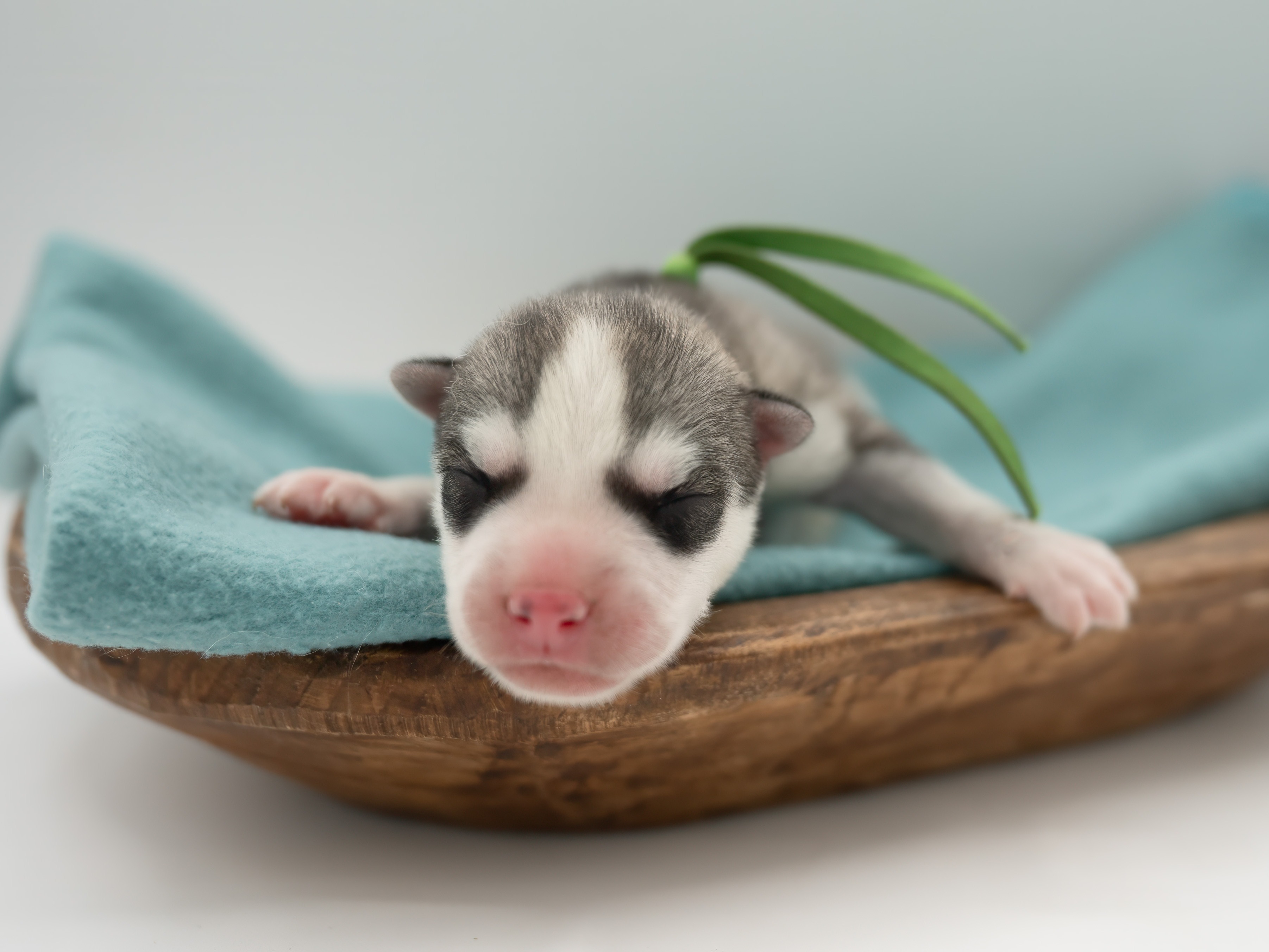 puppy