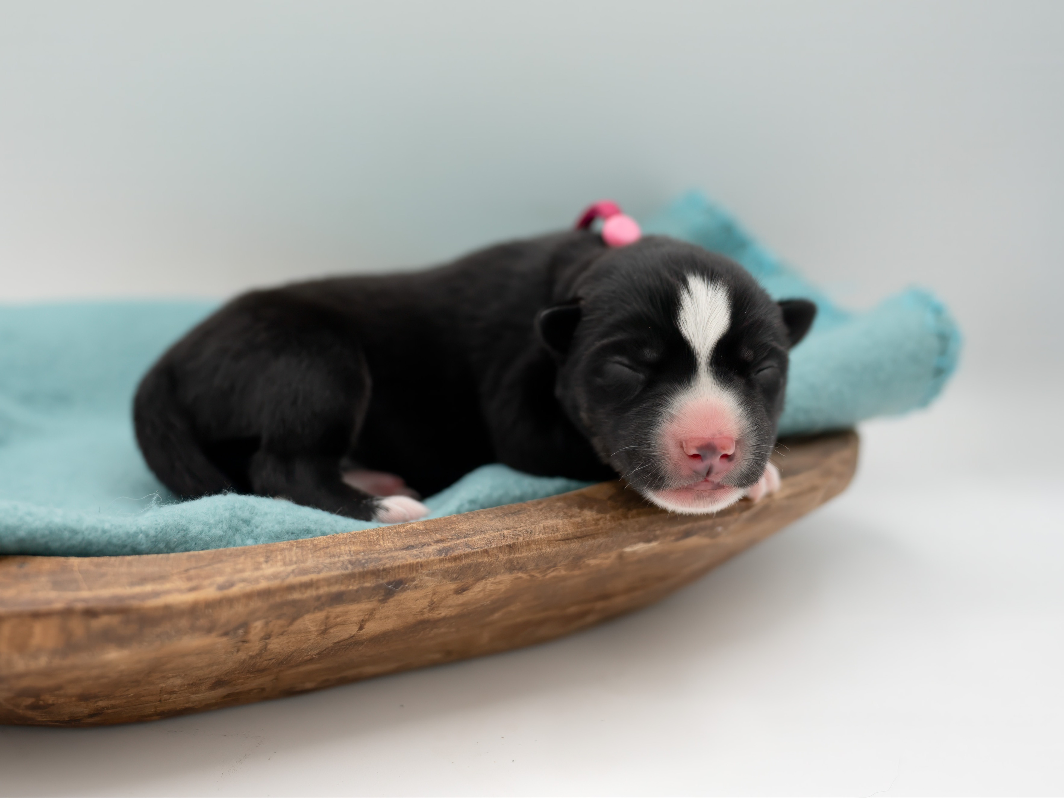 puppy