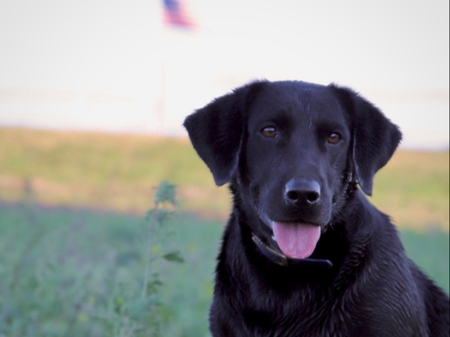Dog Ridge