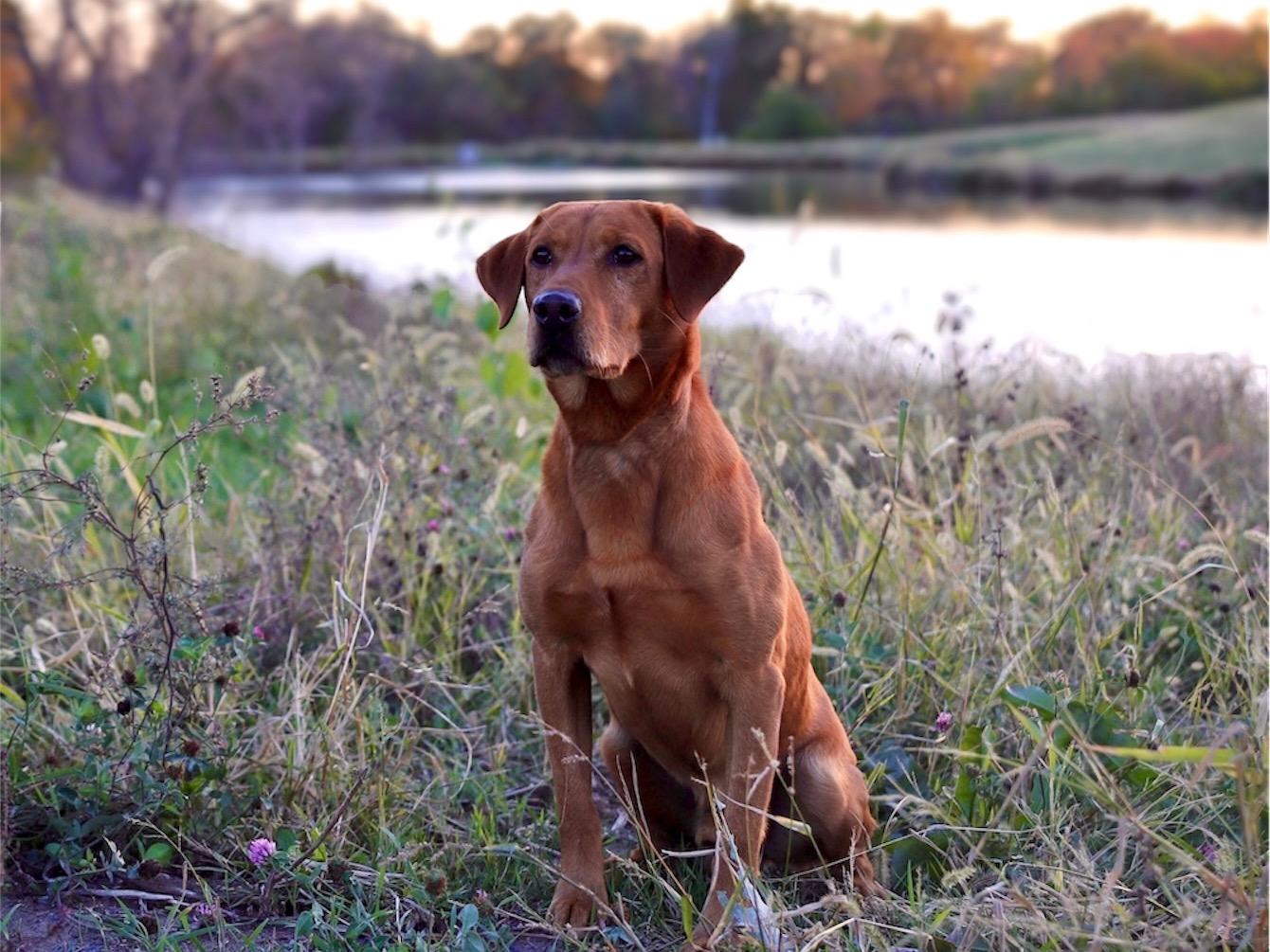 Dog Drake