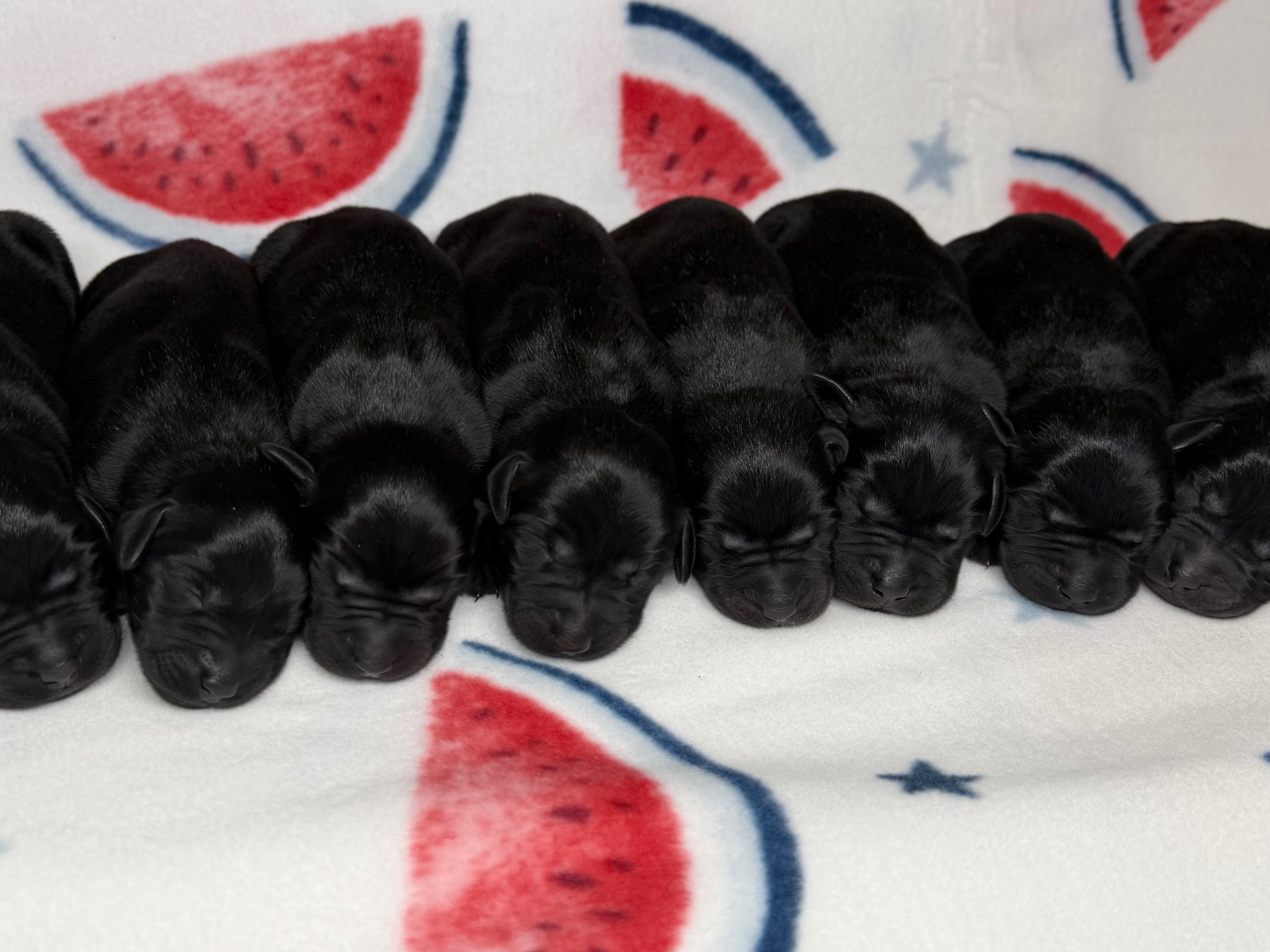 Litter Bertie  x Ridge