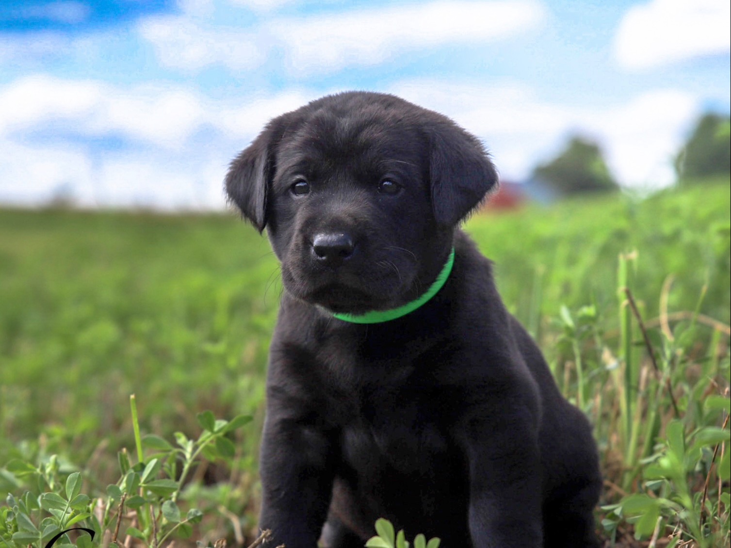 puppy