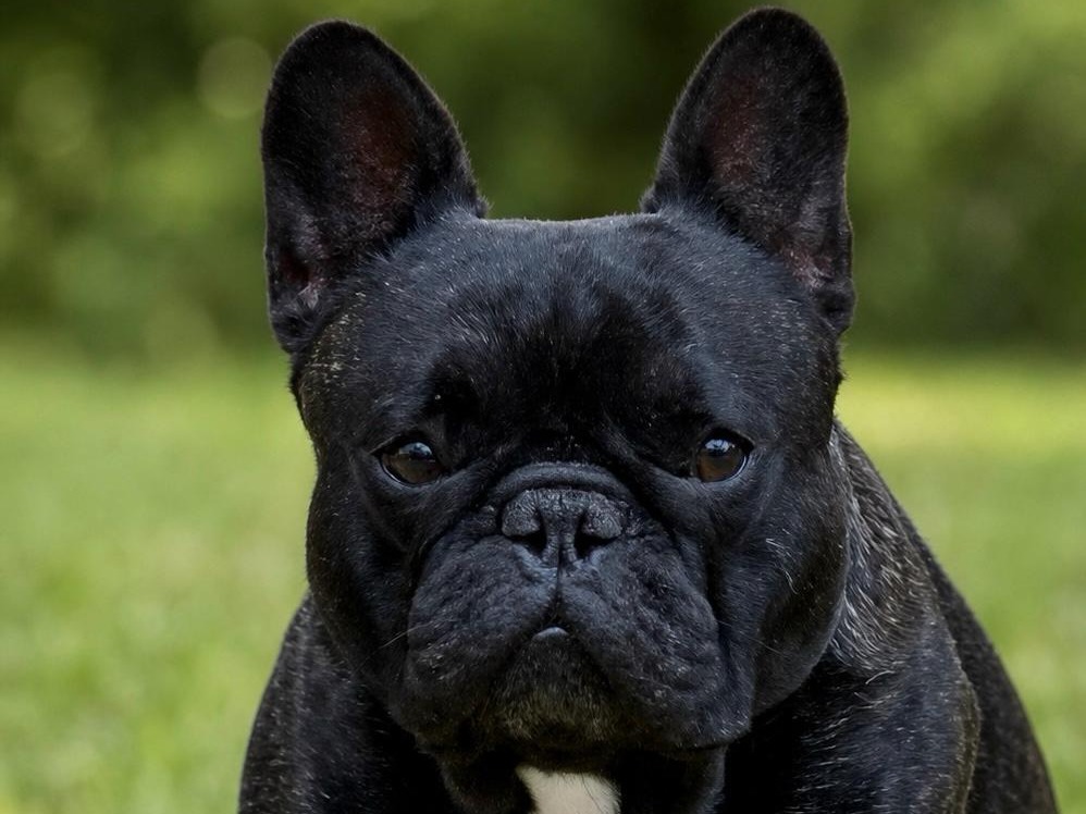 Dog Lee