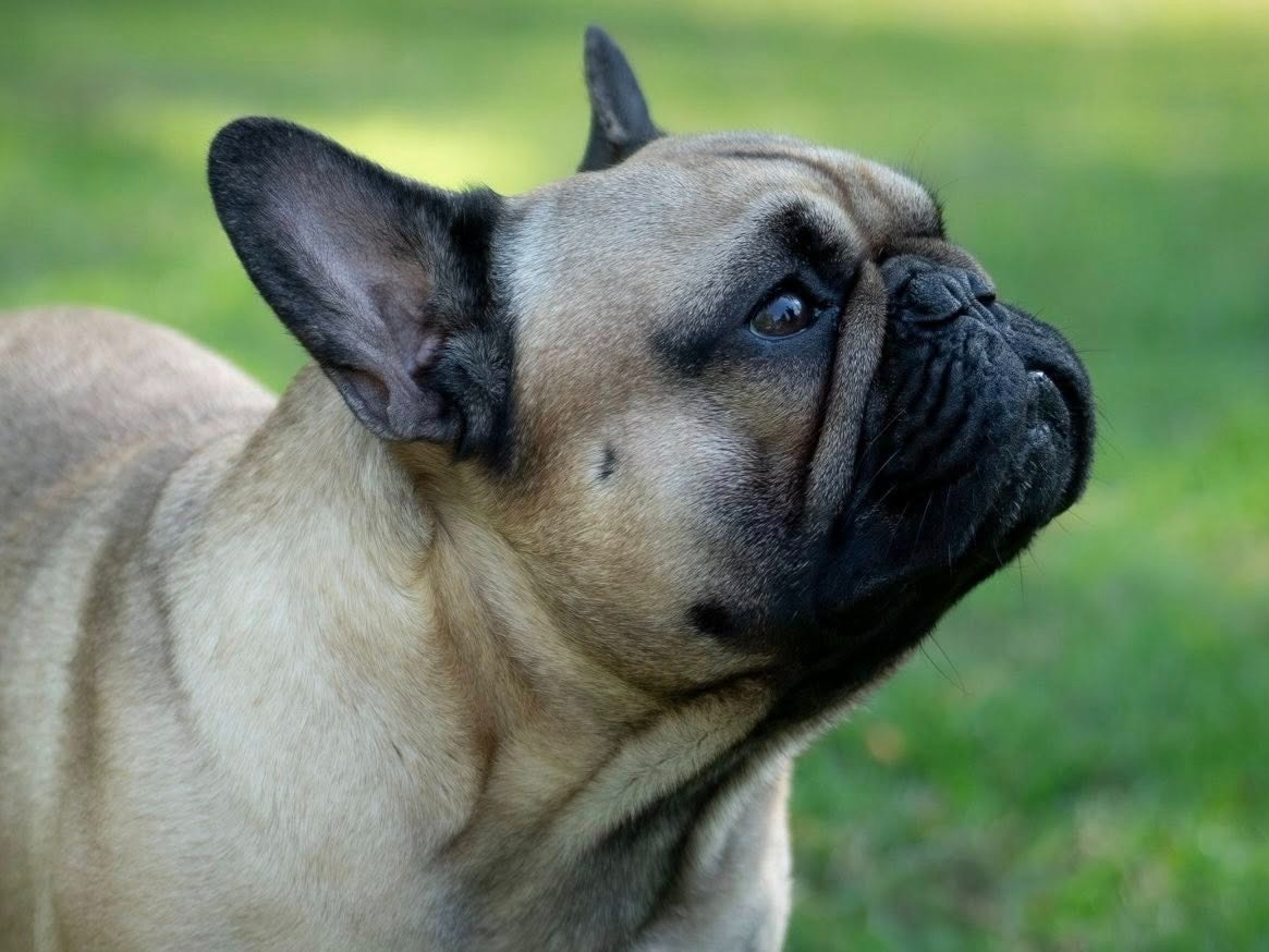 Dog Mafi