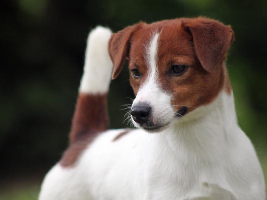 Dog Zero