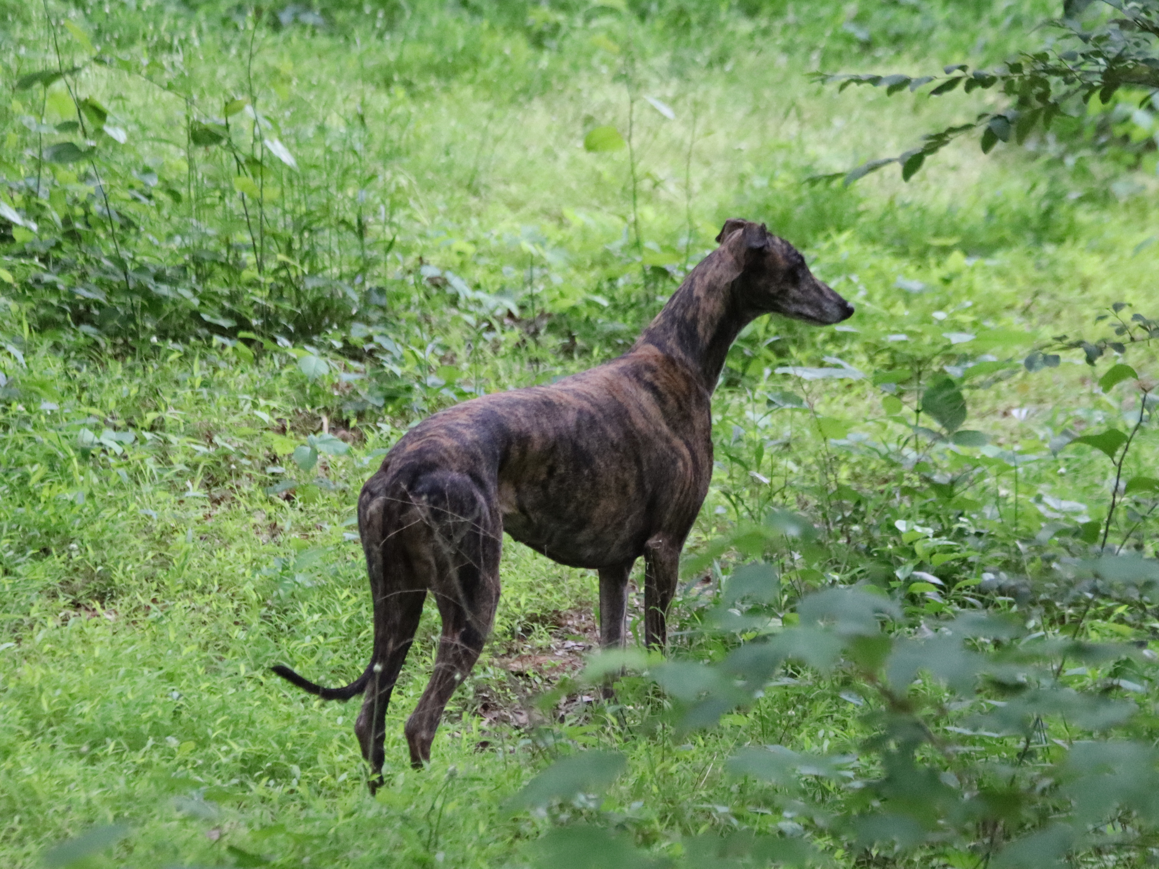 Dog Nellie