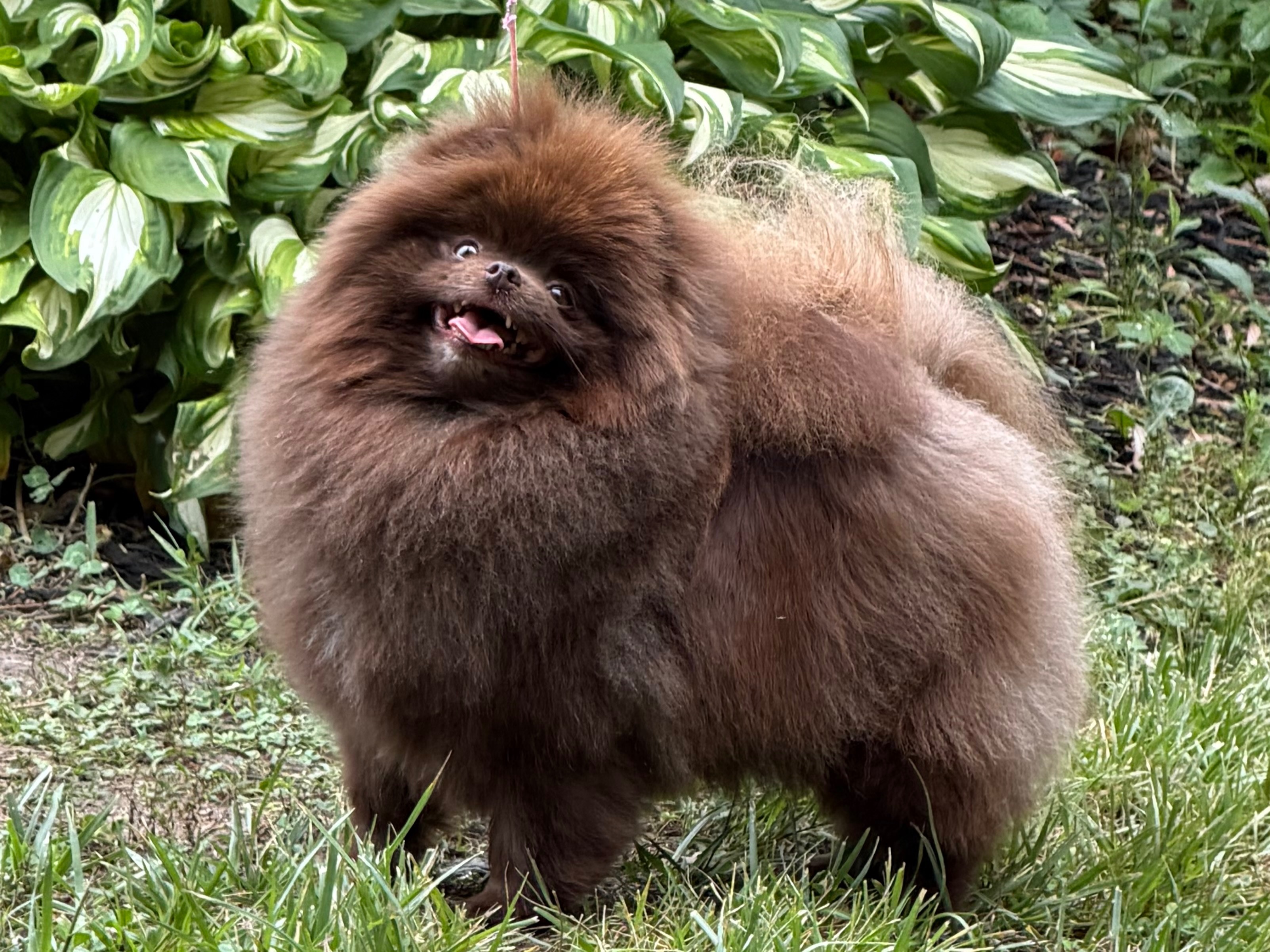 Dog Vogue