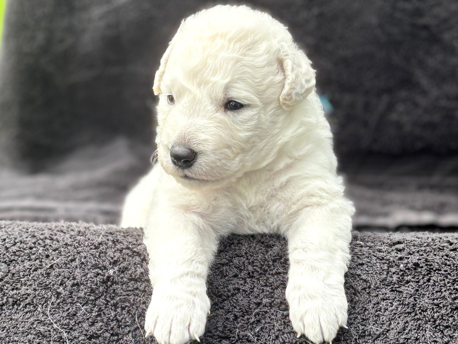 puppy
