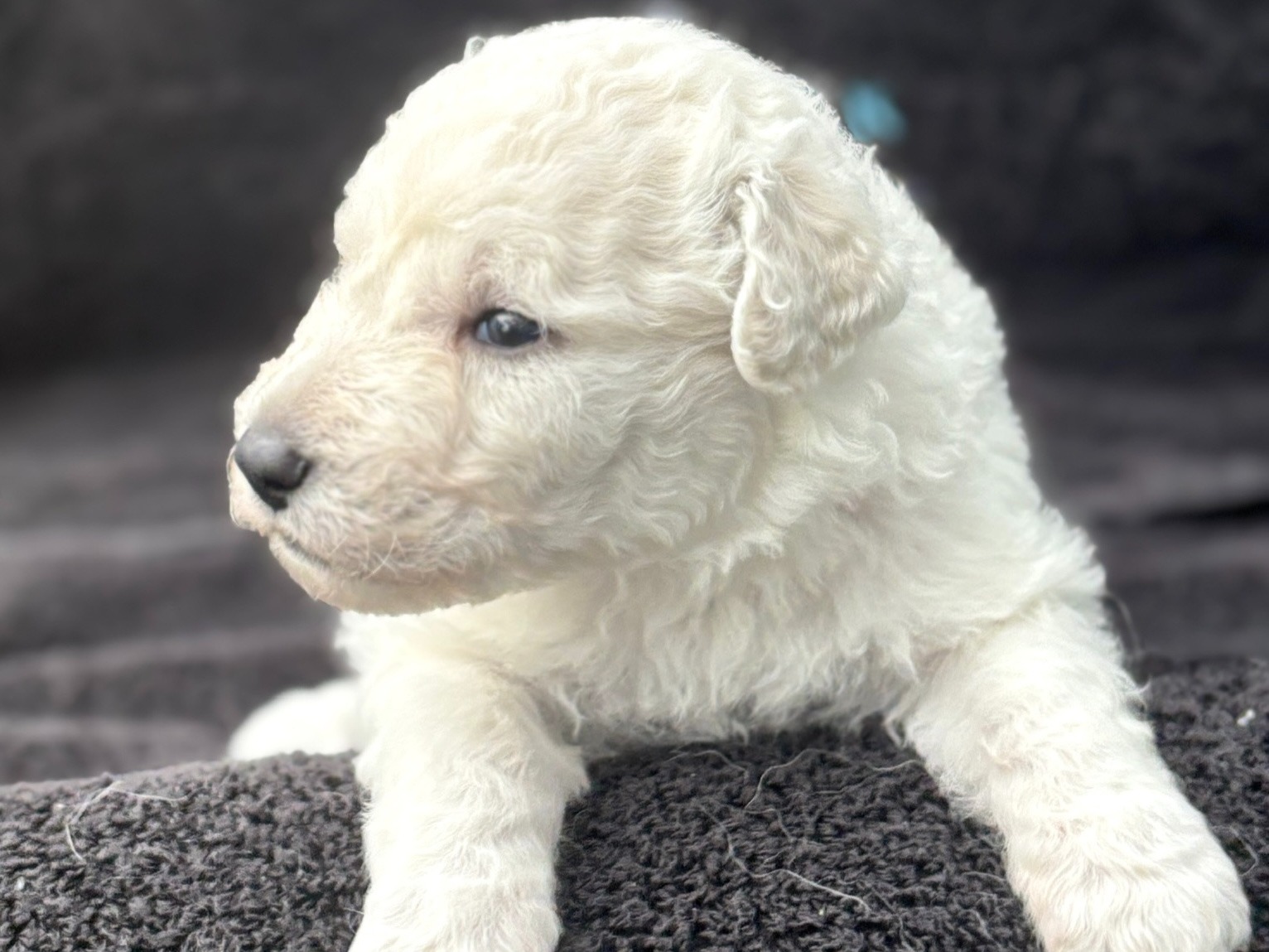 puppy