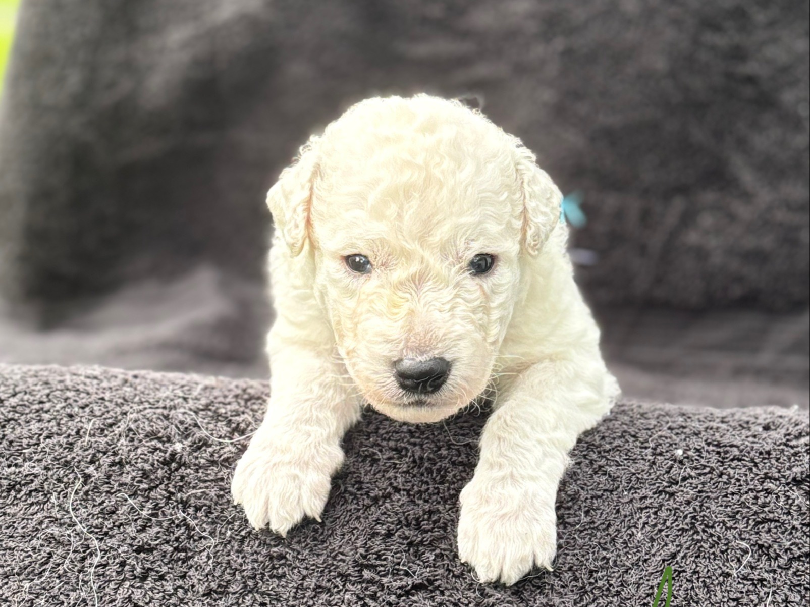 puppy