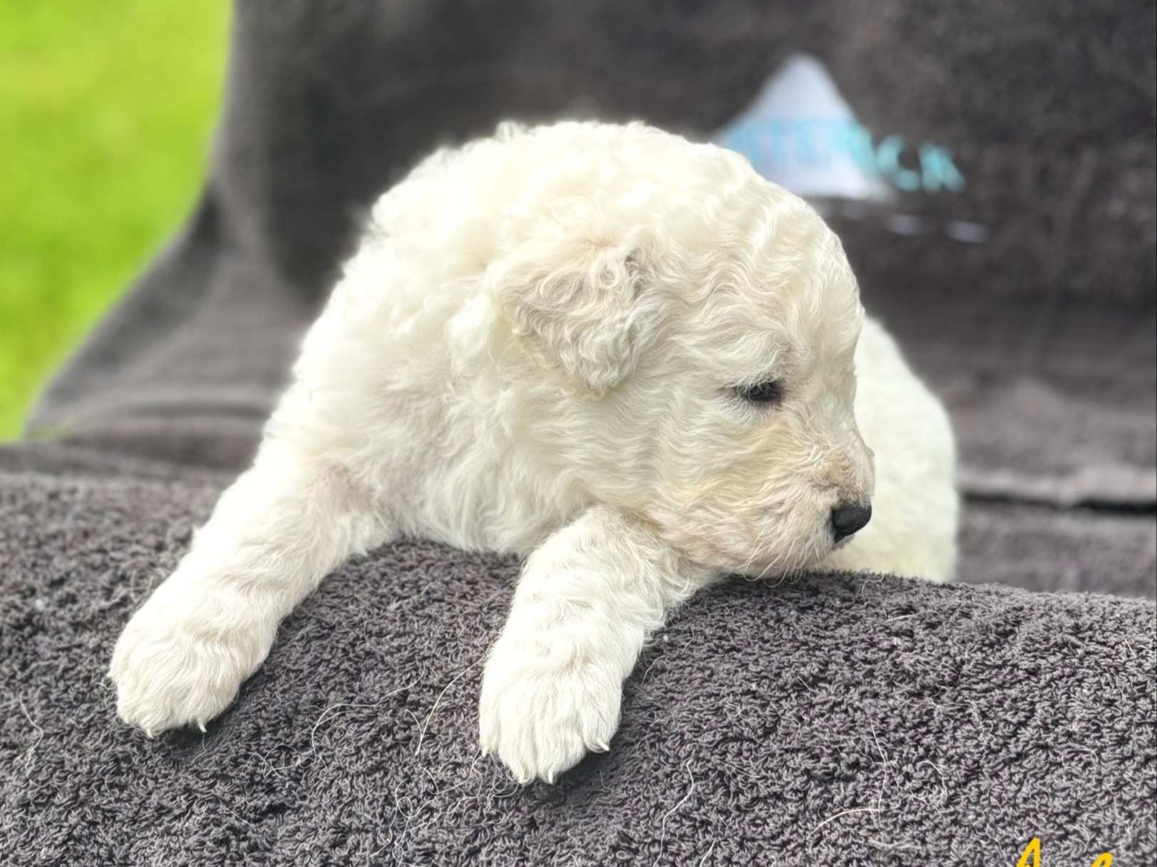 puppy