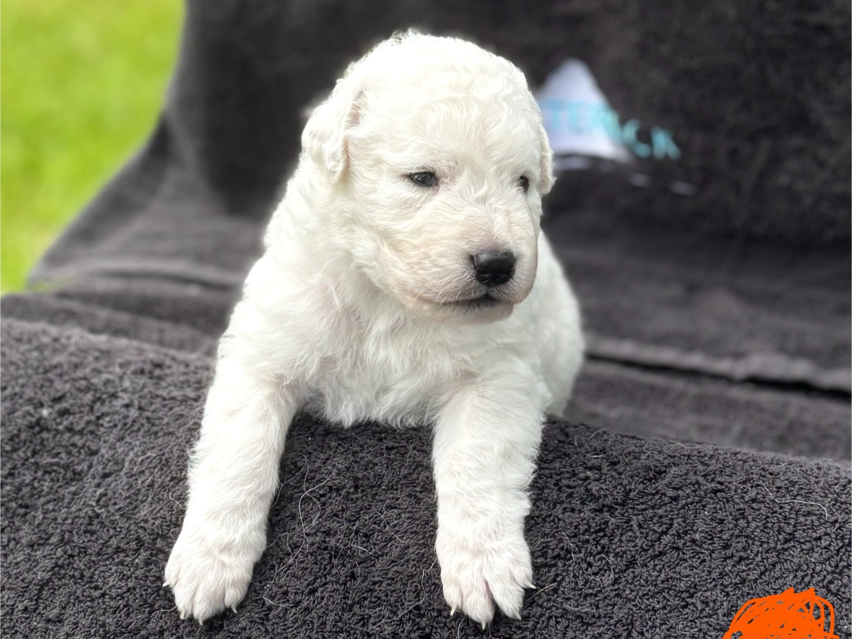 puppy