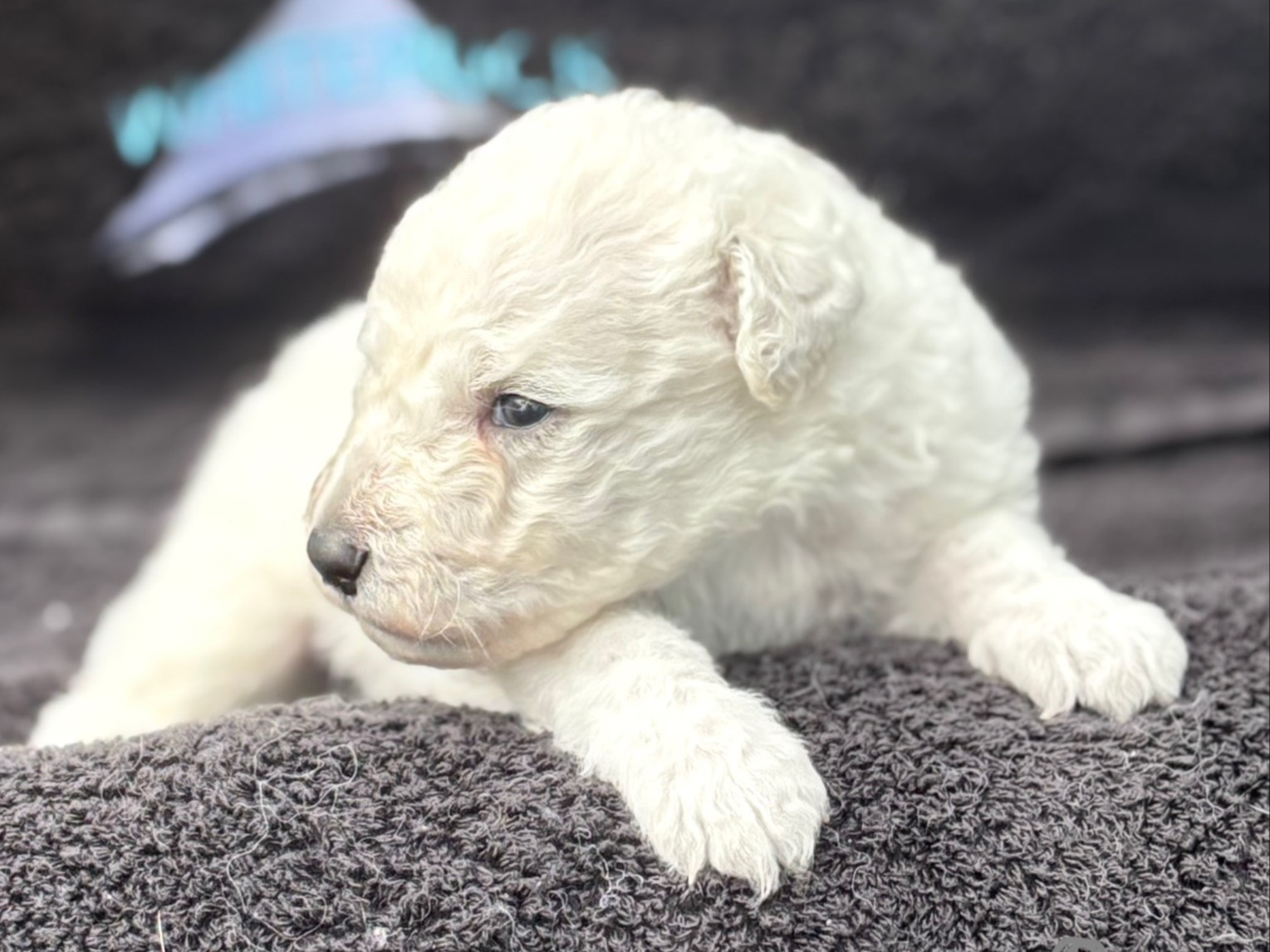 puppy