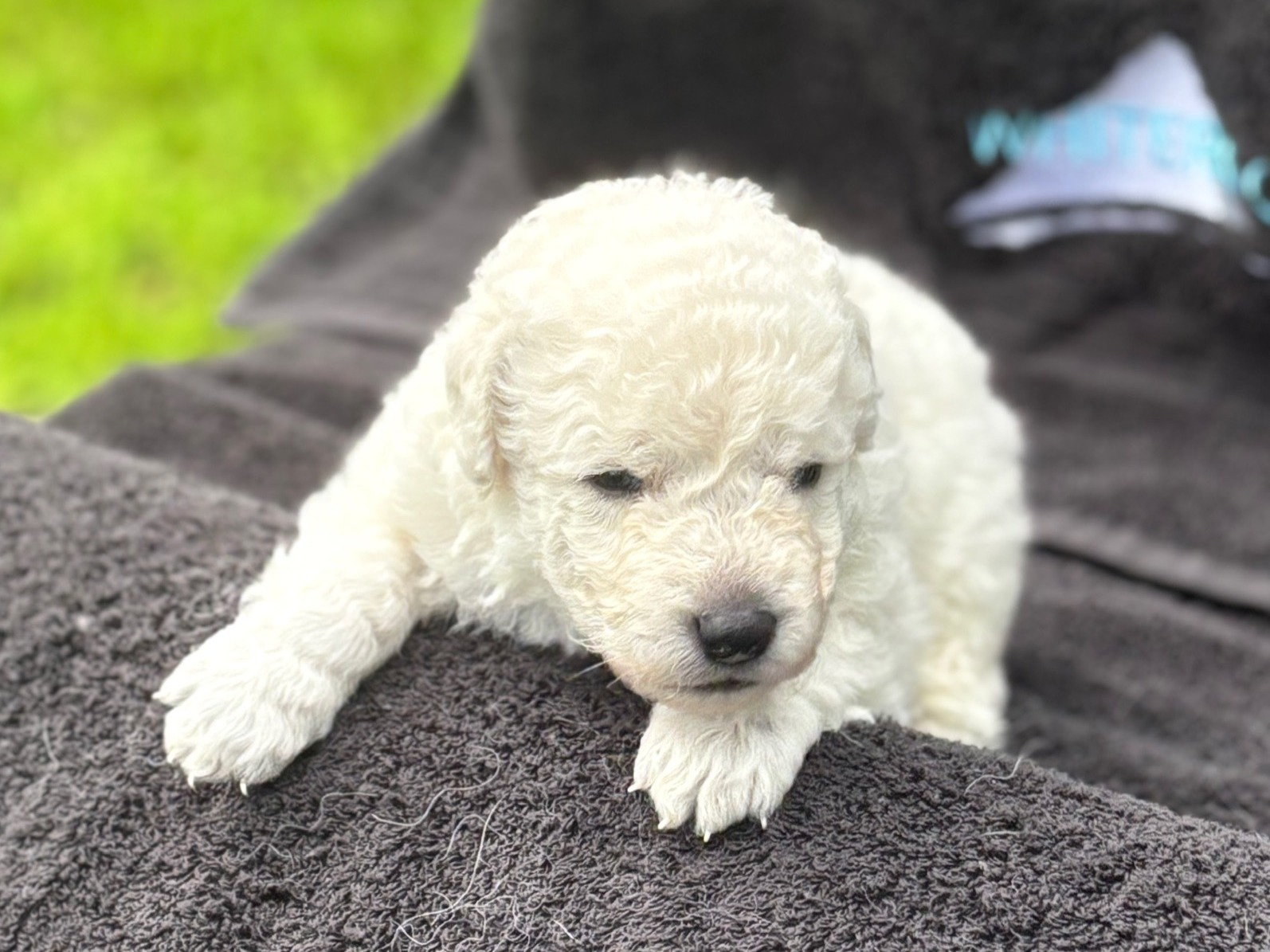puppy