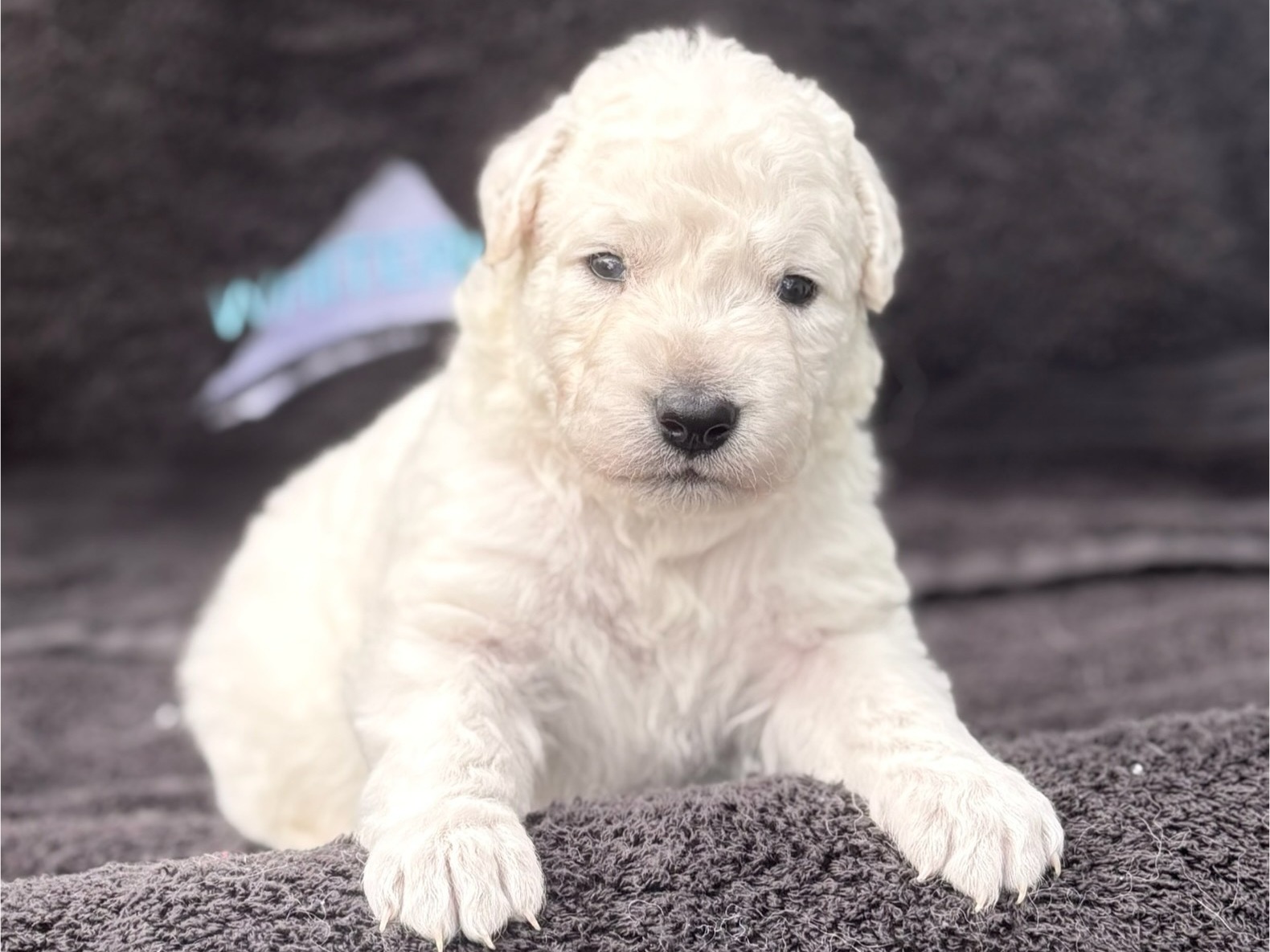 puppy