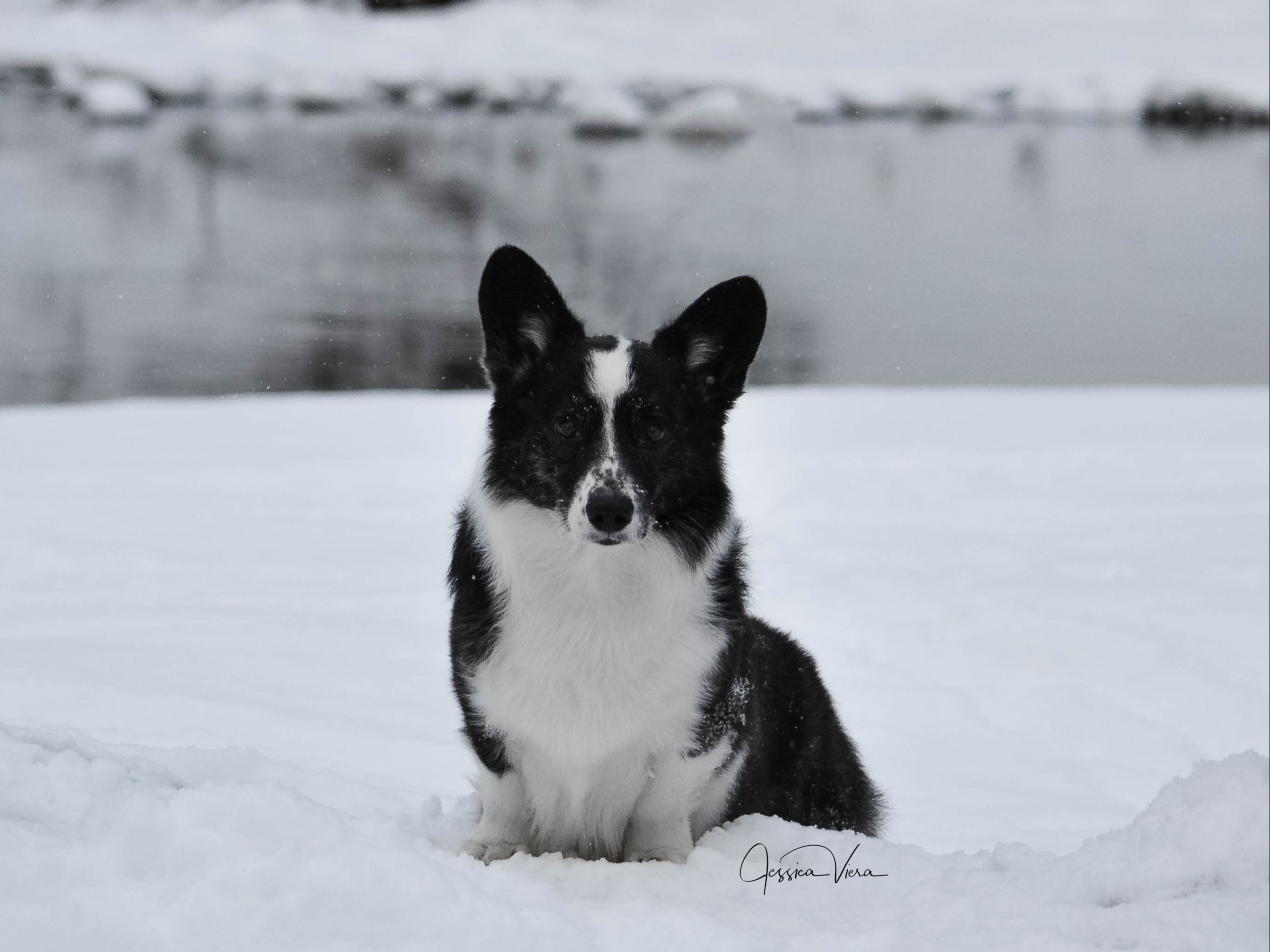 Dog Gable