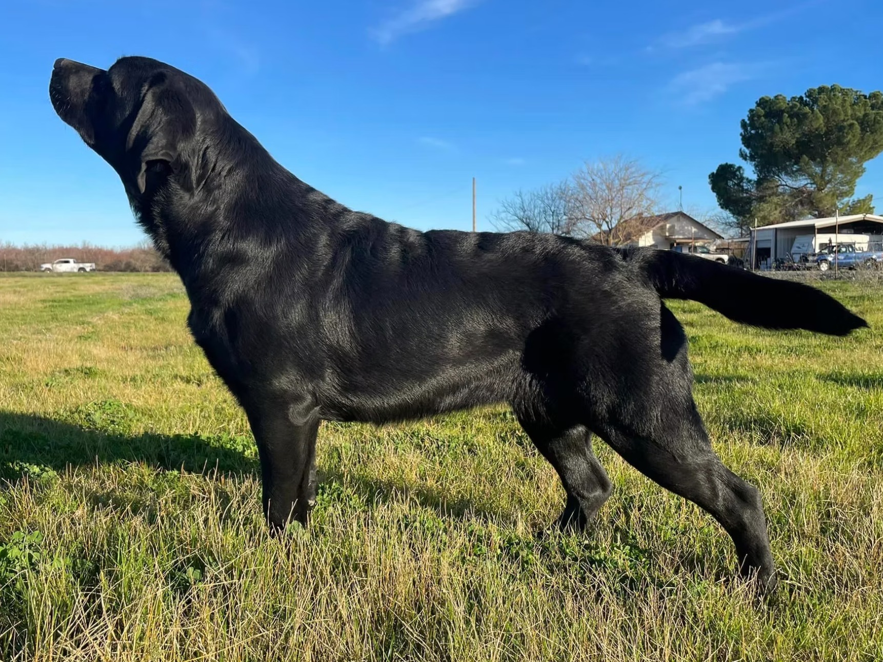 Dog Raven