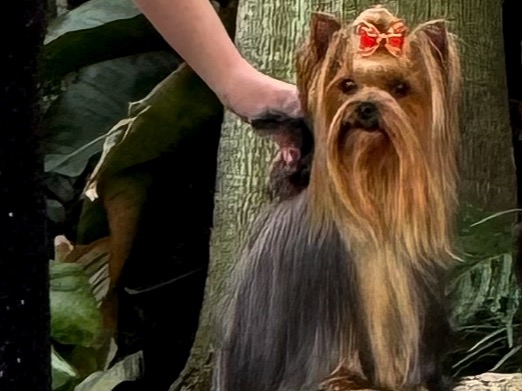 Dog Sonja