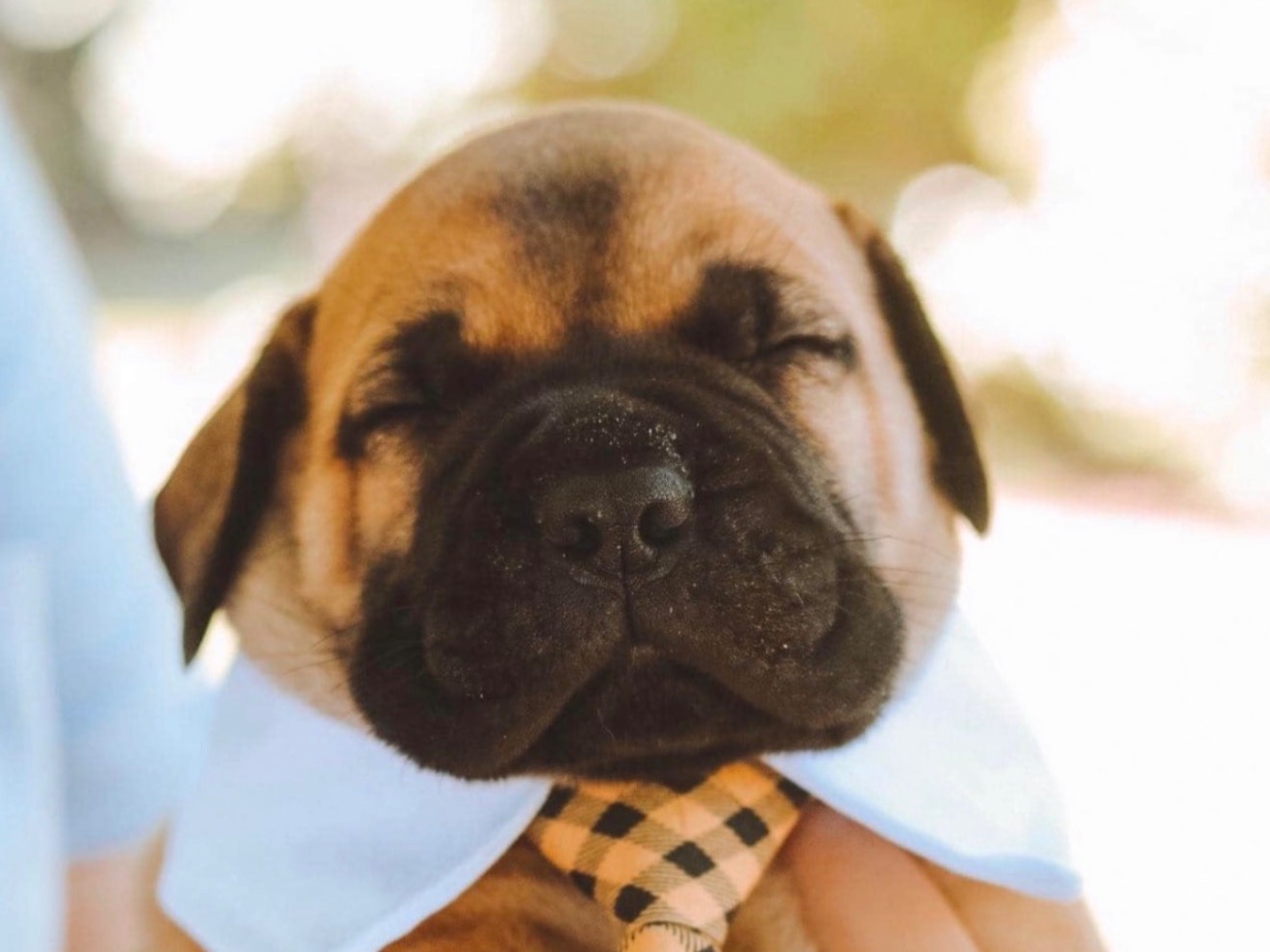 puppy
