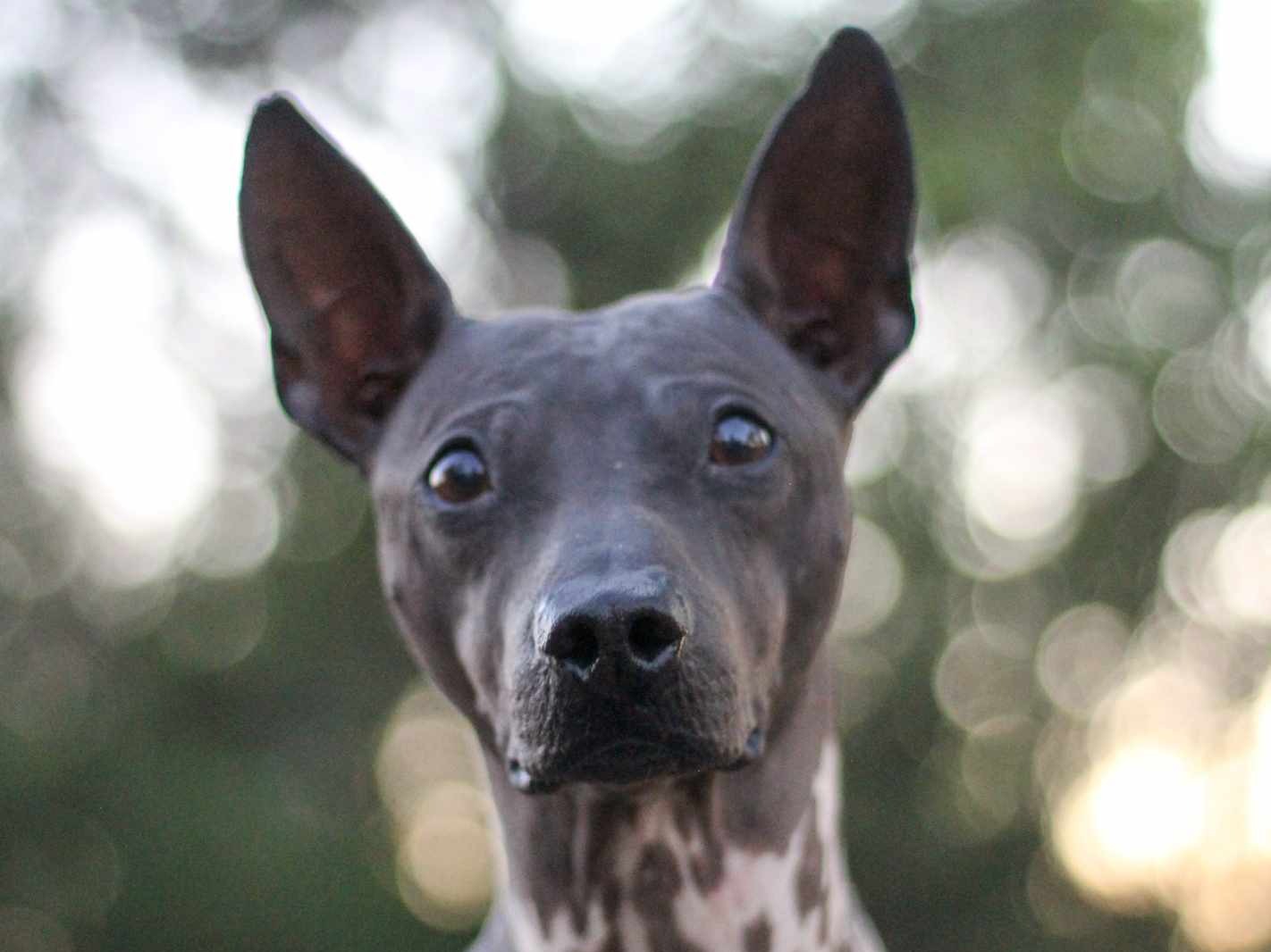 Dog Sousa