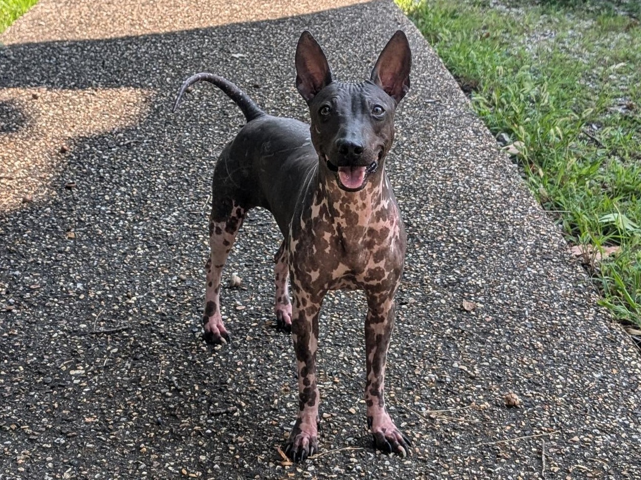 Dog Bad Bright 